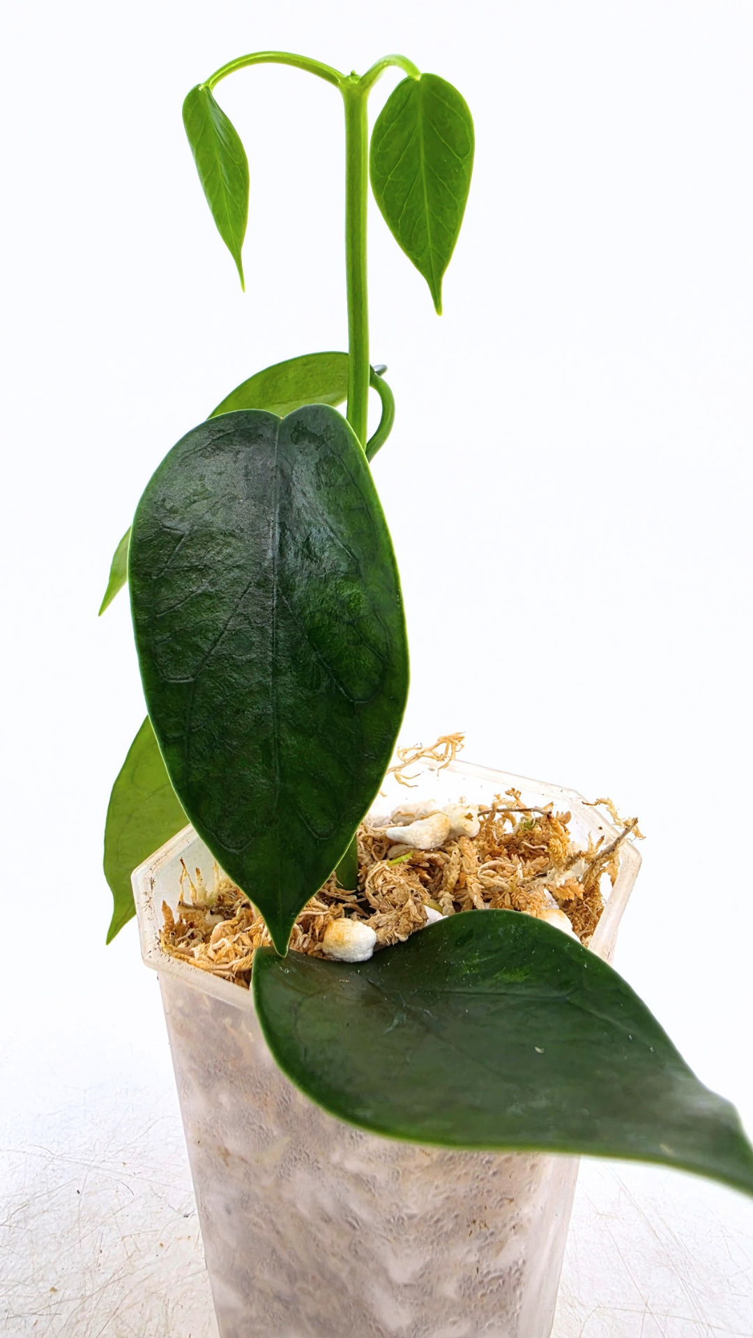 Rare waxplant Hoya Thailandica available for sale at rare plant shop The Leaf Gallery in Perth, Western Australia