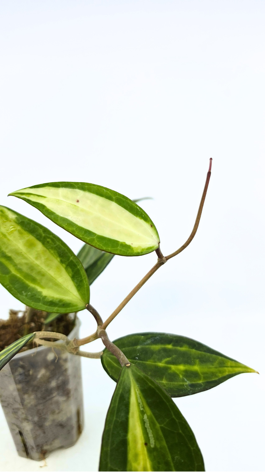 Rare waxplant Hoya Macrophylla Pot of Gold available for sale at rare indoor plant shop The Leaf Gallery in Perth, Western Australia