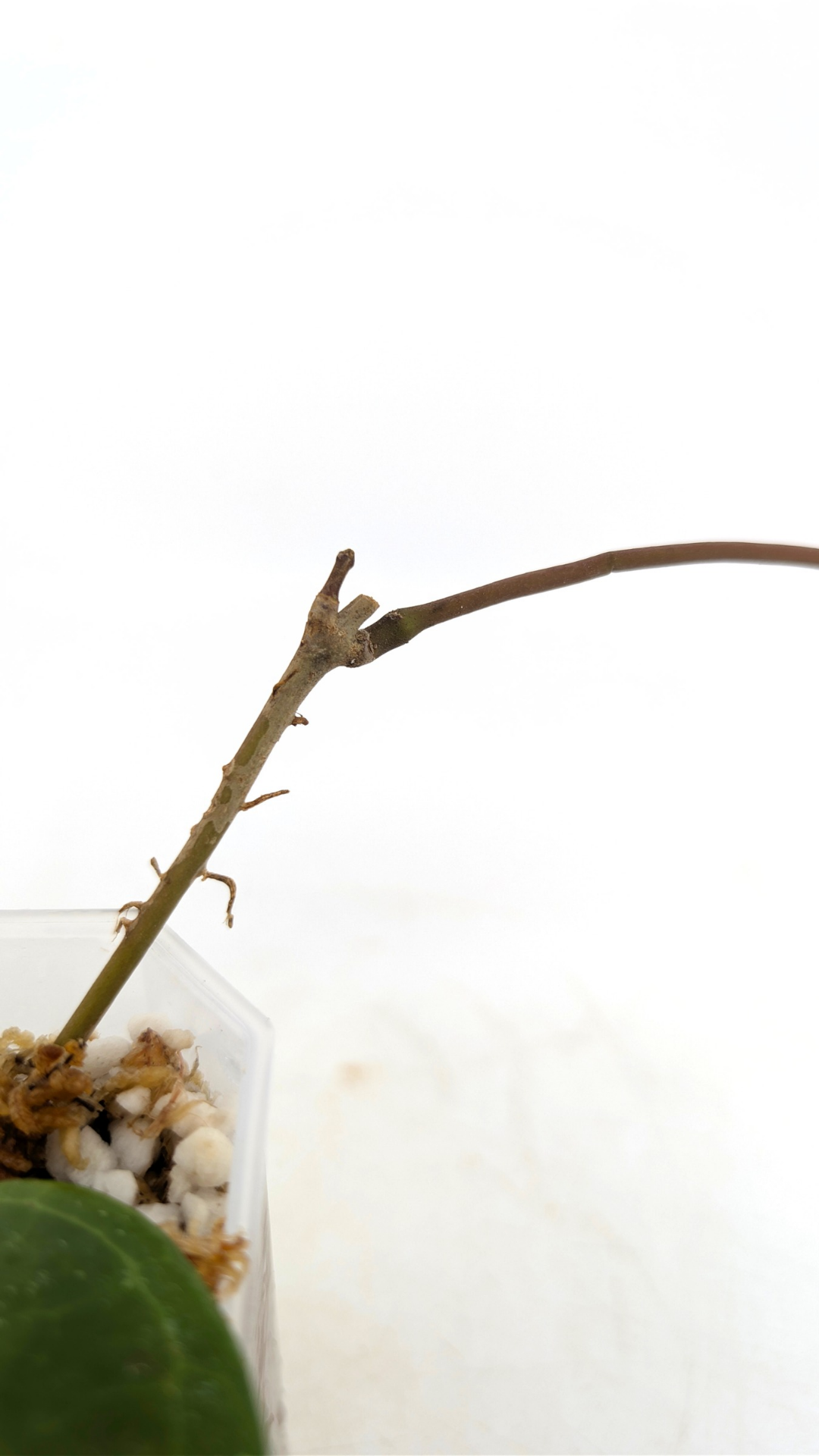 Rare waxplant Hoya Sarawak available for sale at rare indoor plant shop The Leaf Gallery in Perth, Western Australia