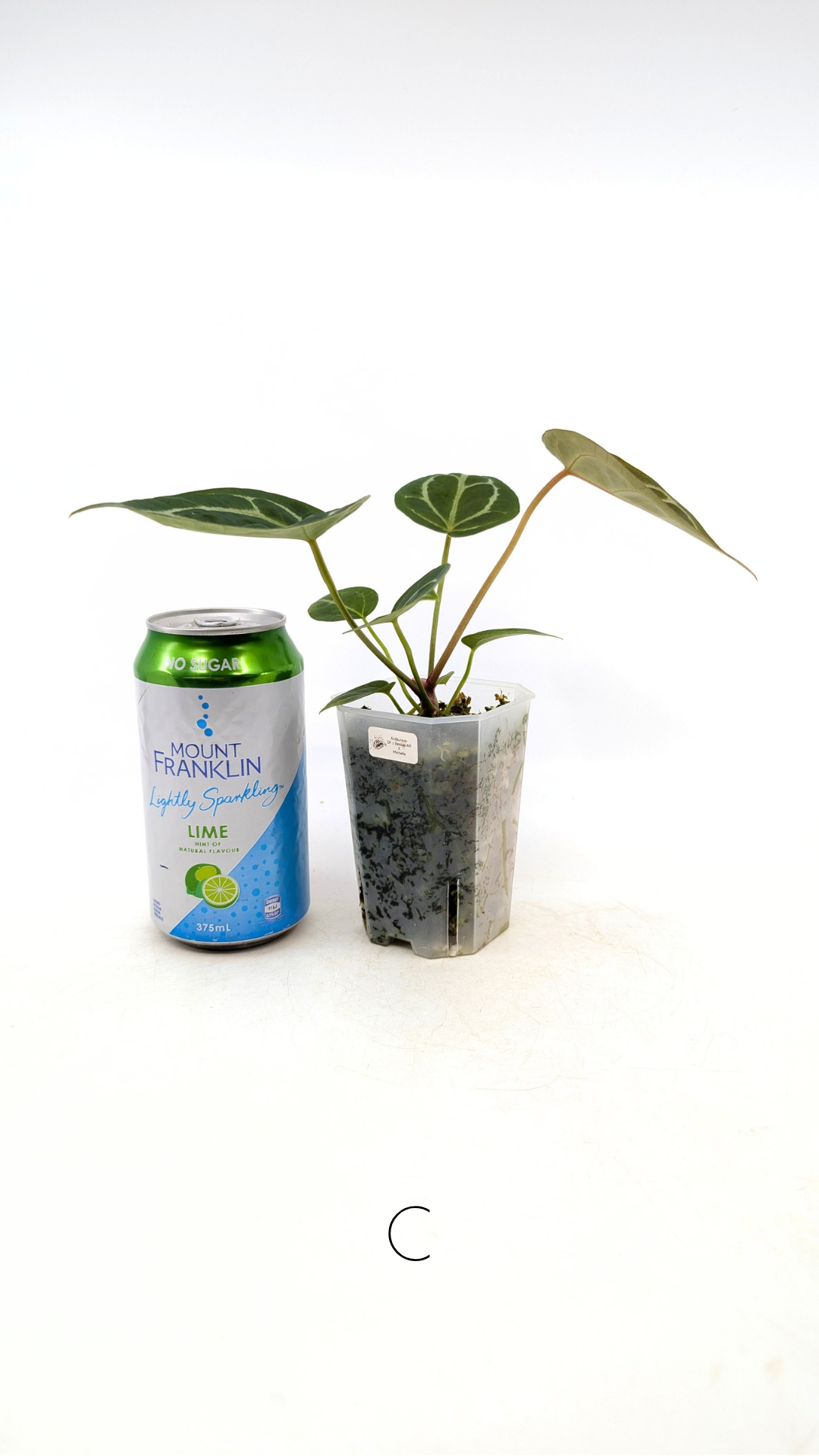 Rare anthurium hybrid Anthurium Dark Forgetii x Bessae Aff X Anthurium Michelle by The Leaf Gallery in Perth, Western Australia