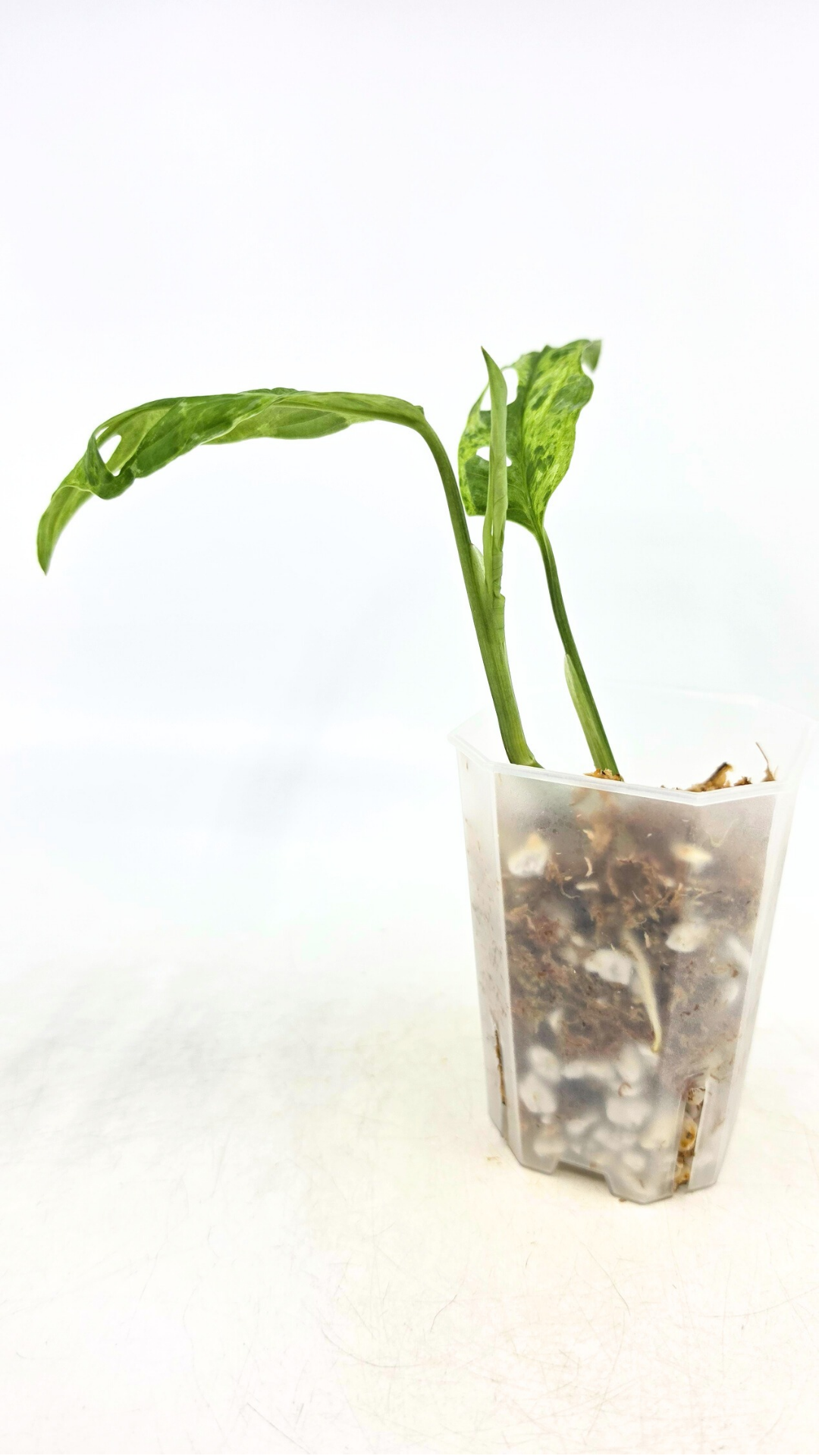 Rare indoor house plant Monstera Adansonii Mottled Mint Varigation available for sale at rare plant shop The Leaf Gallery in Perth, Western Australia