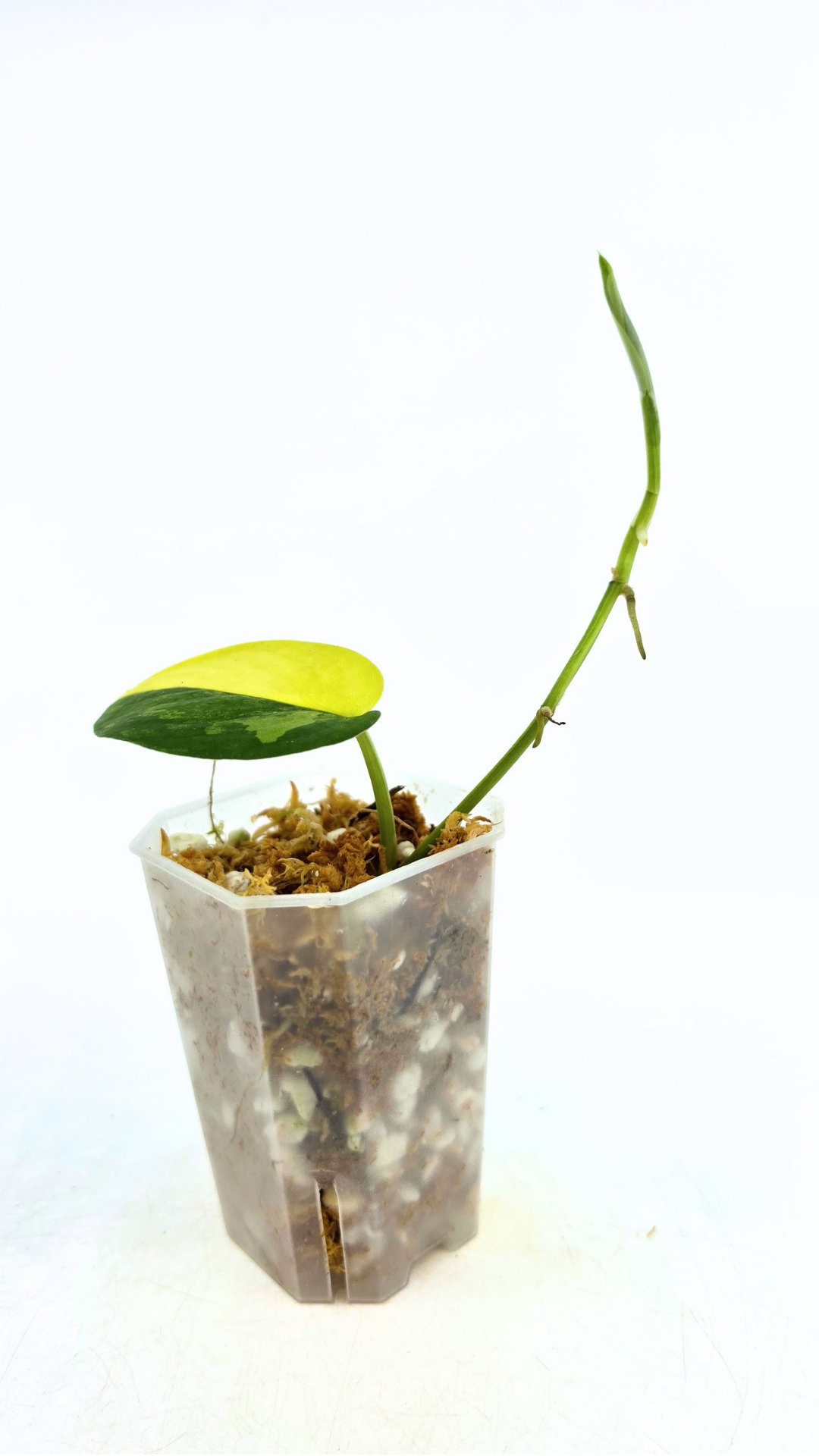 Rare house plant Scindapsus Jade Satin Aurea Variegated available for sale at rare indoor plant shop The Leaf Gallery in Perth, Western Australia