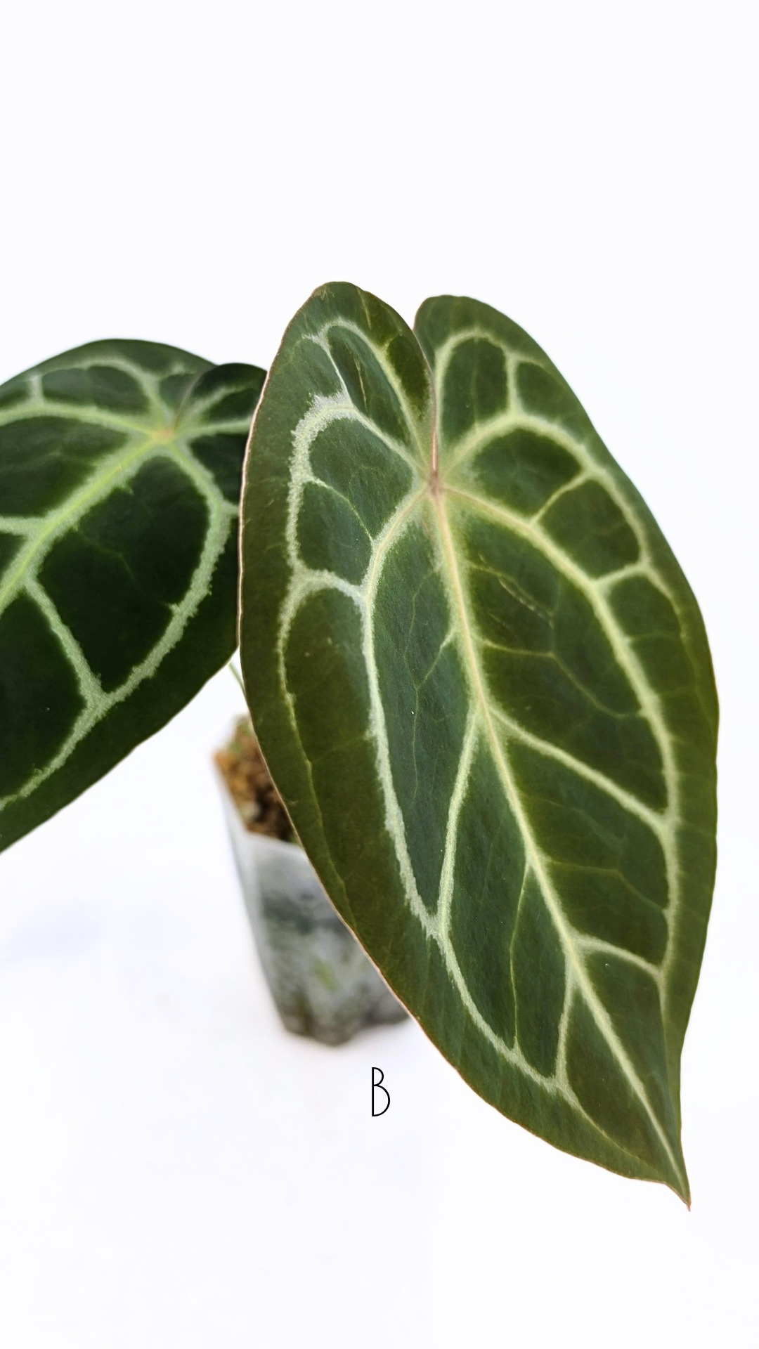 Rare anthurium hybrid Anthurium Dark Forgetii x Bessae Aff X Anthurium Michelle by The Leaf Gallery in Perth, Western Australia