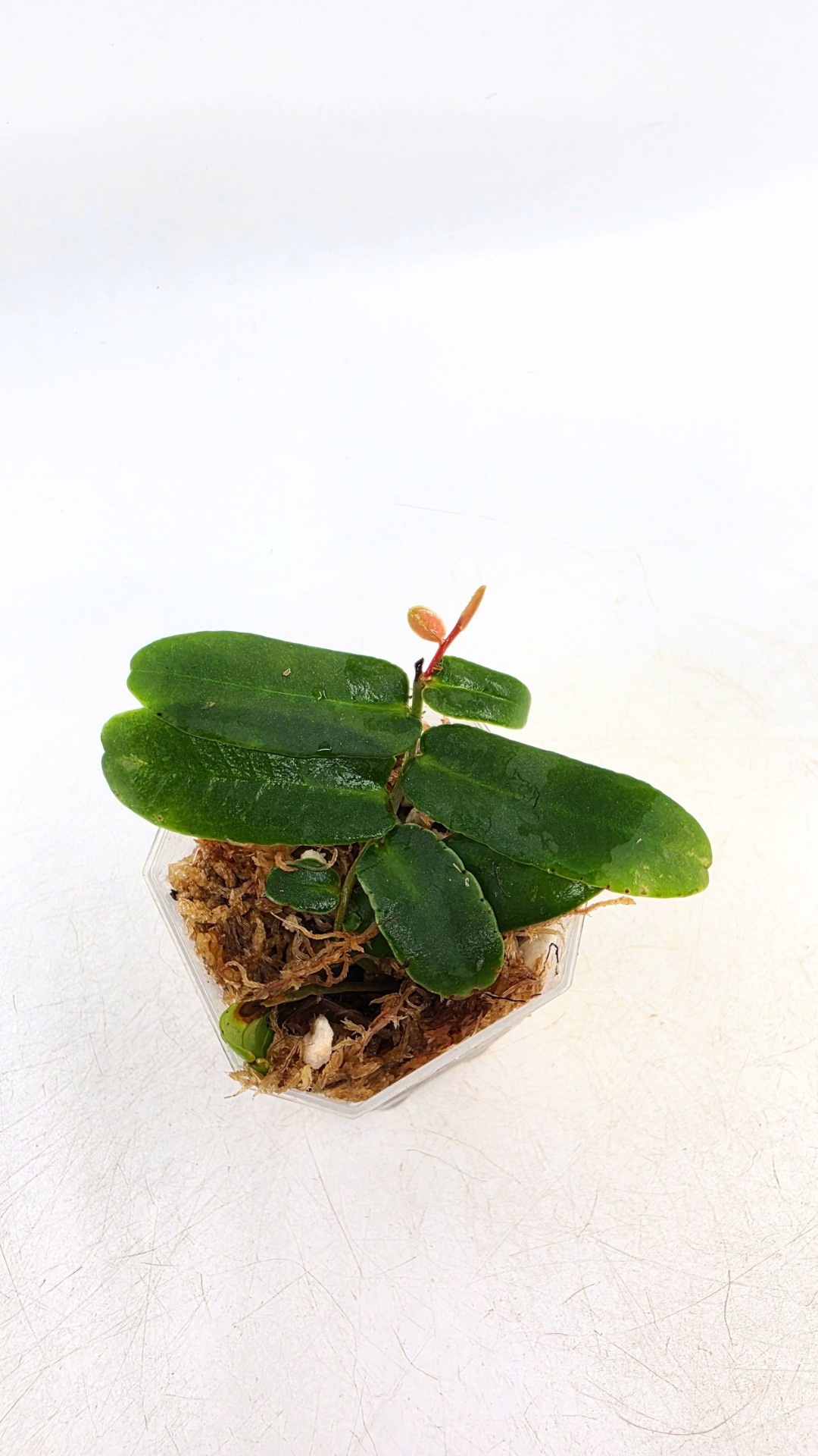 Rare shinggling terrarium plant Marcgravia Sintenisii or Rainbow Marcgravia availabe for sale at rare plant shop The Leaf Gallery in Perth, Western Australia