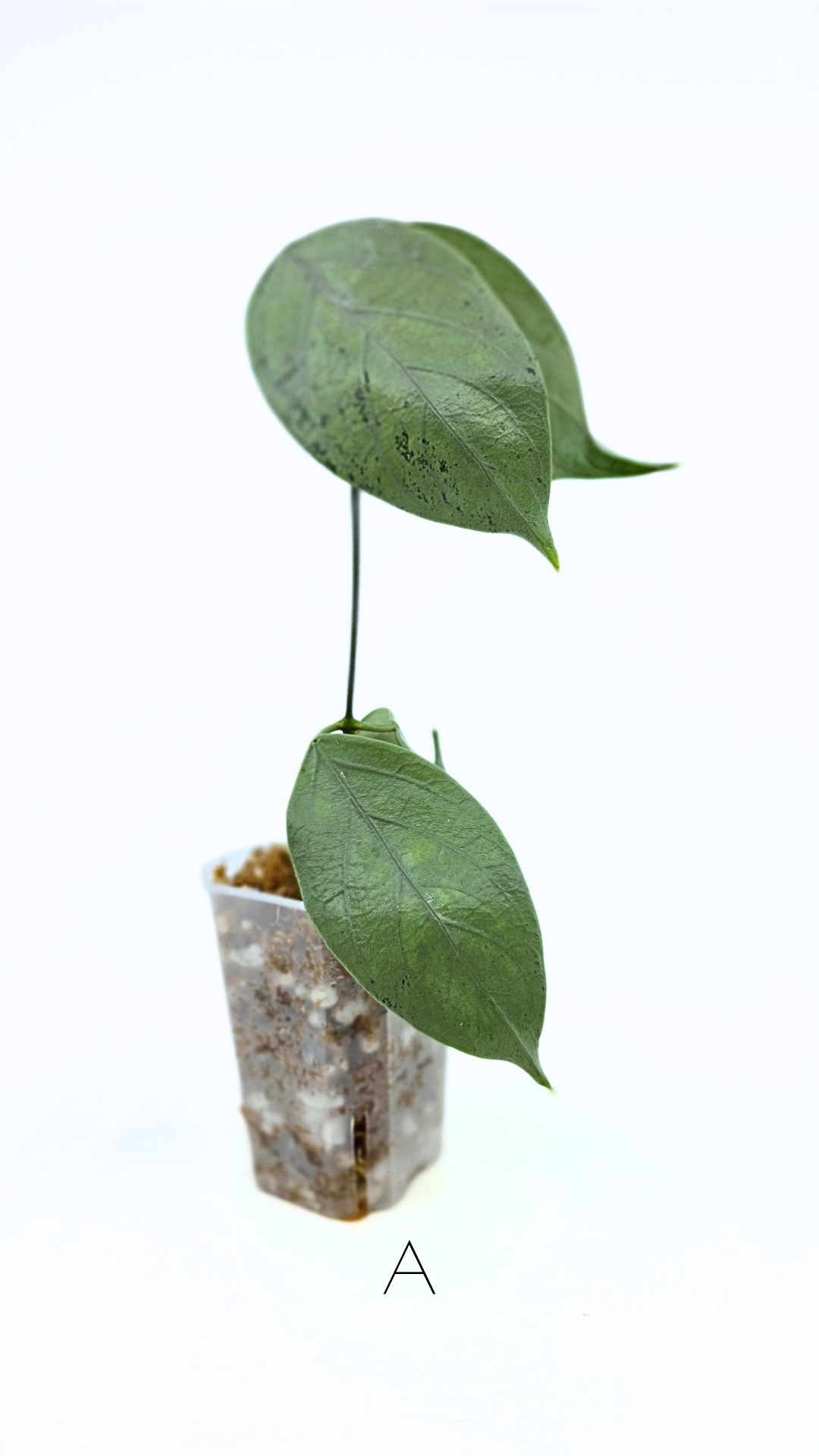 Rare waxplant Hoya Coriacea Silver available for sale at rare indoor plant shop The Leaf Gallery in Perth, Western Australia