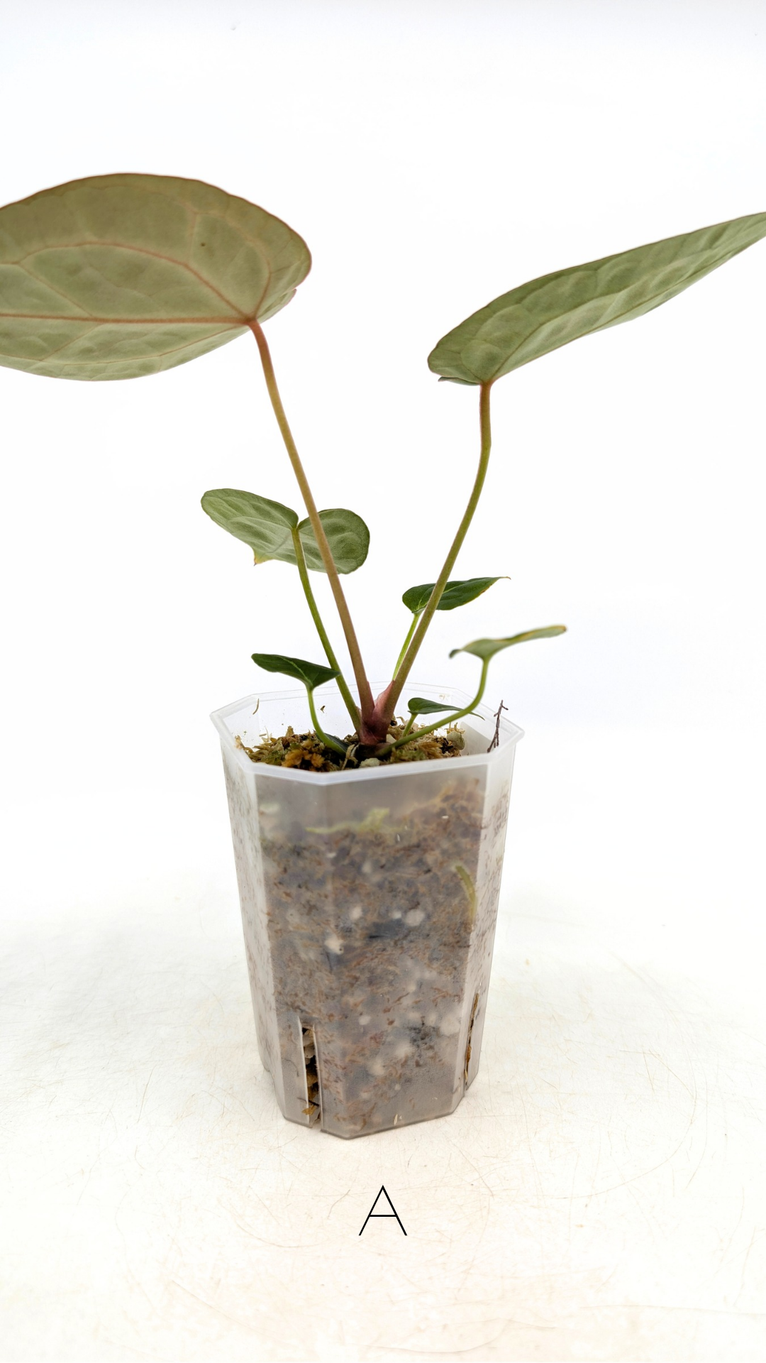 Rare anthurium hybrid Anthurium Dark Forgetii x Bessae Aff X Anthurium Michelle by The Leaf Gallery in Perth, Western Australia