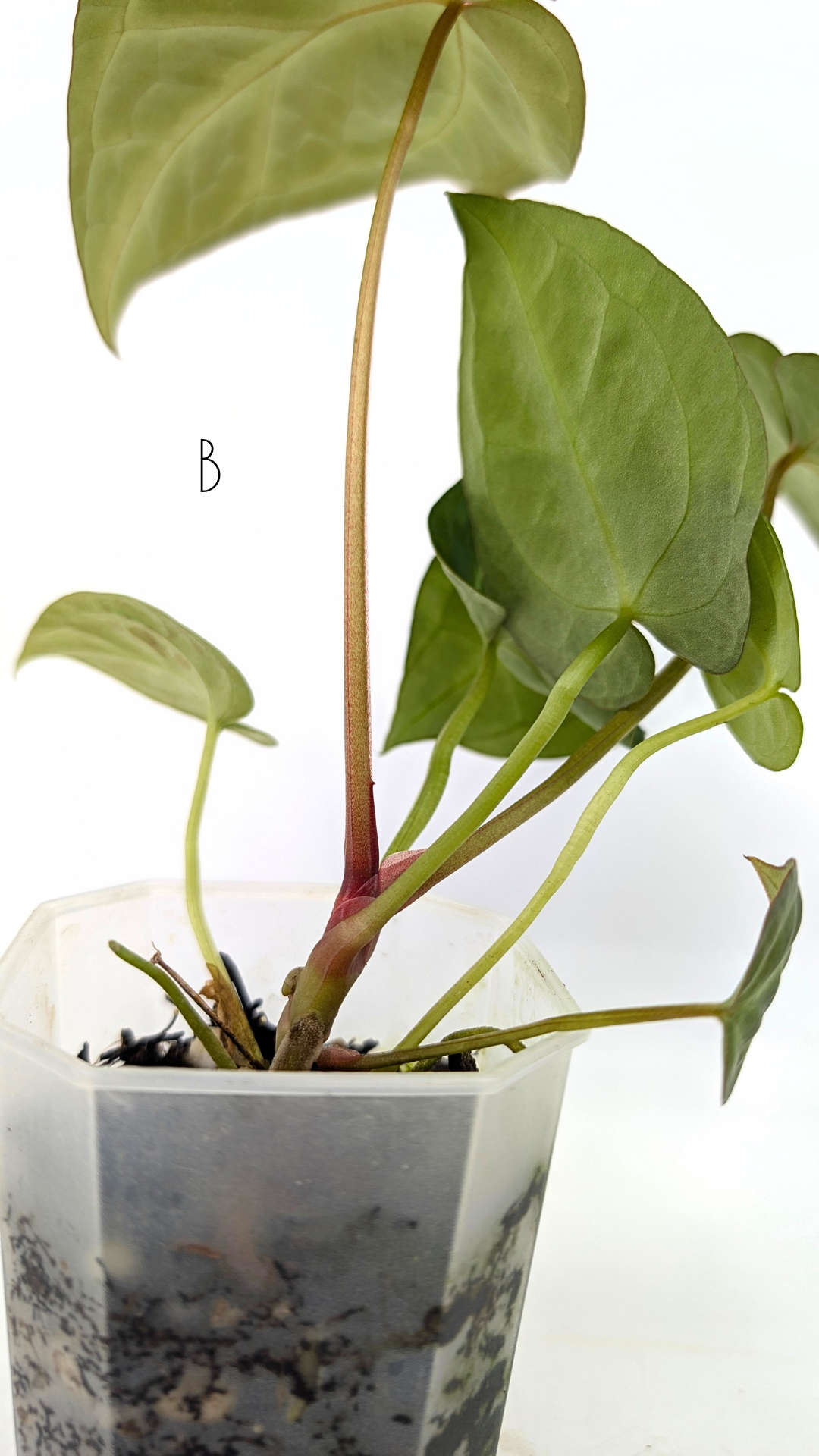 Rare indoor plant Anthurium Magnificum available for sale at rare house plant shop The Leaf Gallery in Perth, Western Australia