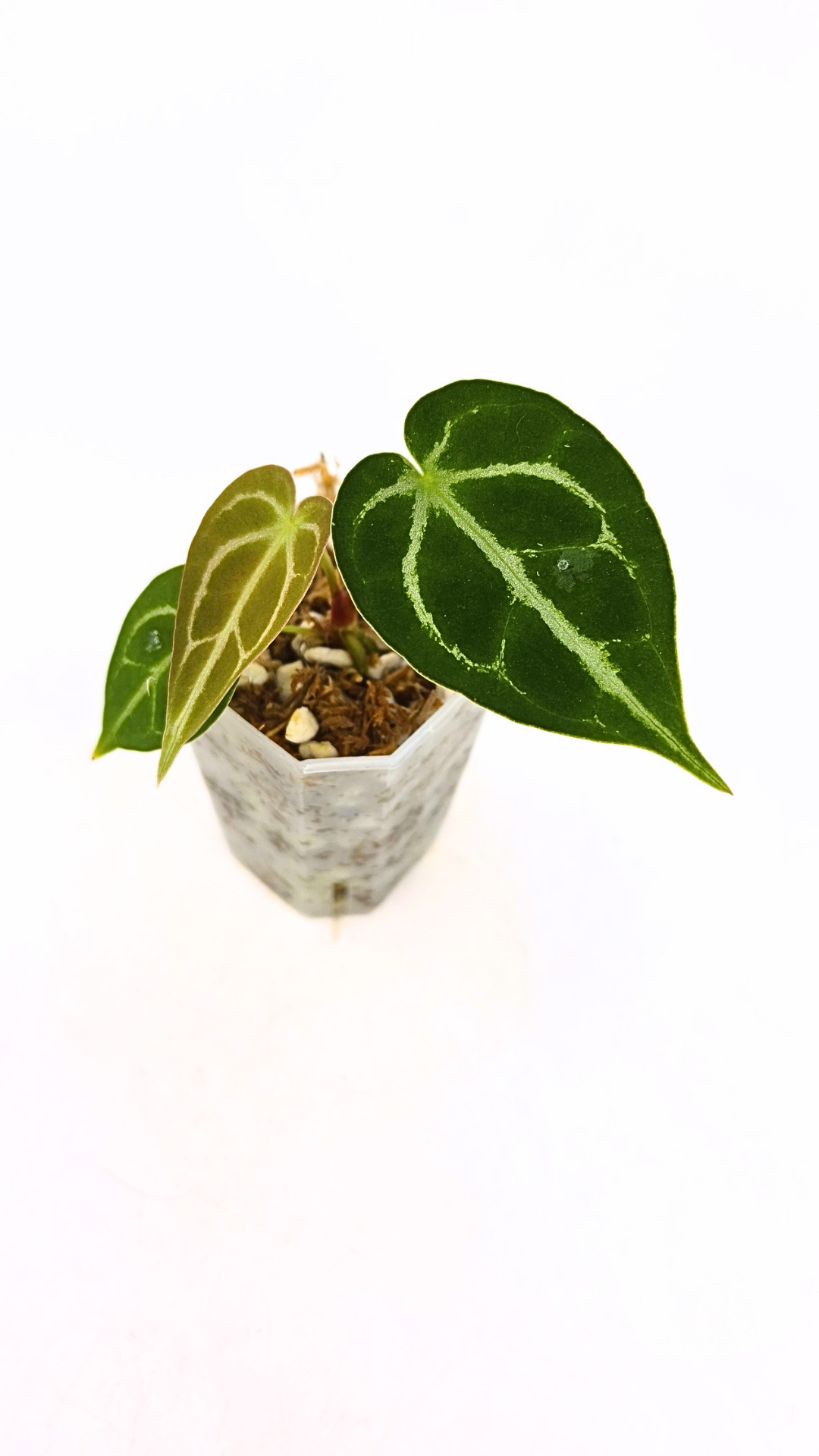 Rare anthurium hybrid Dark Forgetii cross with Anthurium Silver blush available for sale at rare plant shop The Leaf Gallery in Perth, Western Australia