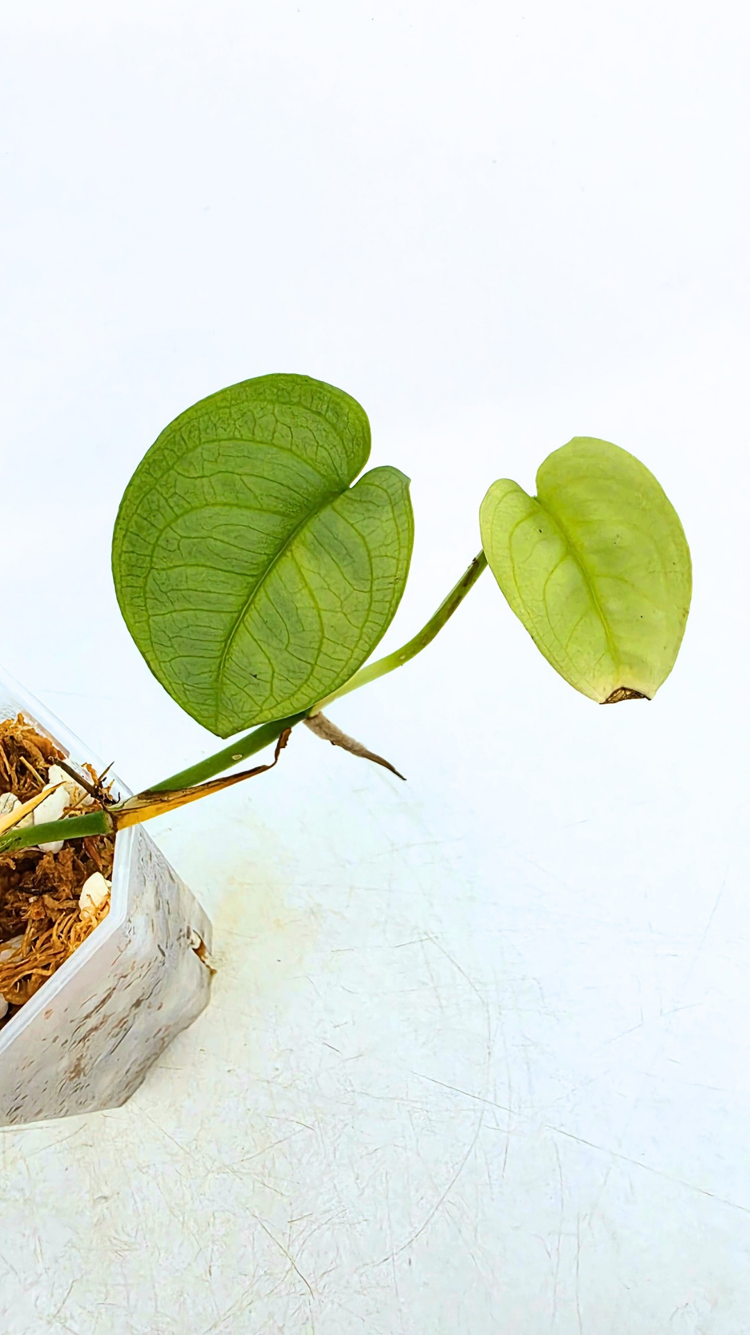 Rare plant Anadendrum Affine often mislabeled as rare Scindapsus Lucens available at rare plant shop The Leaf Gallery in Perth, Western Australia