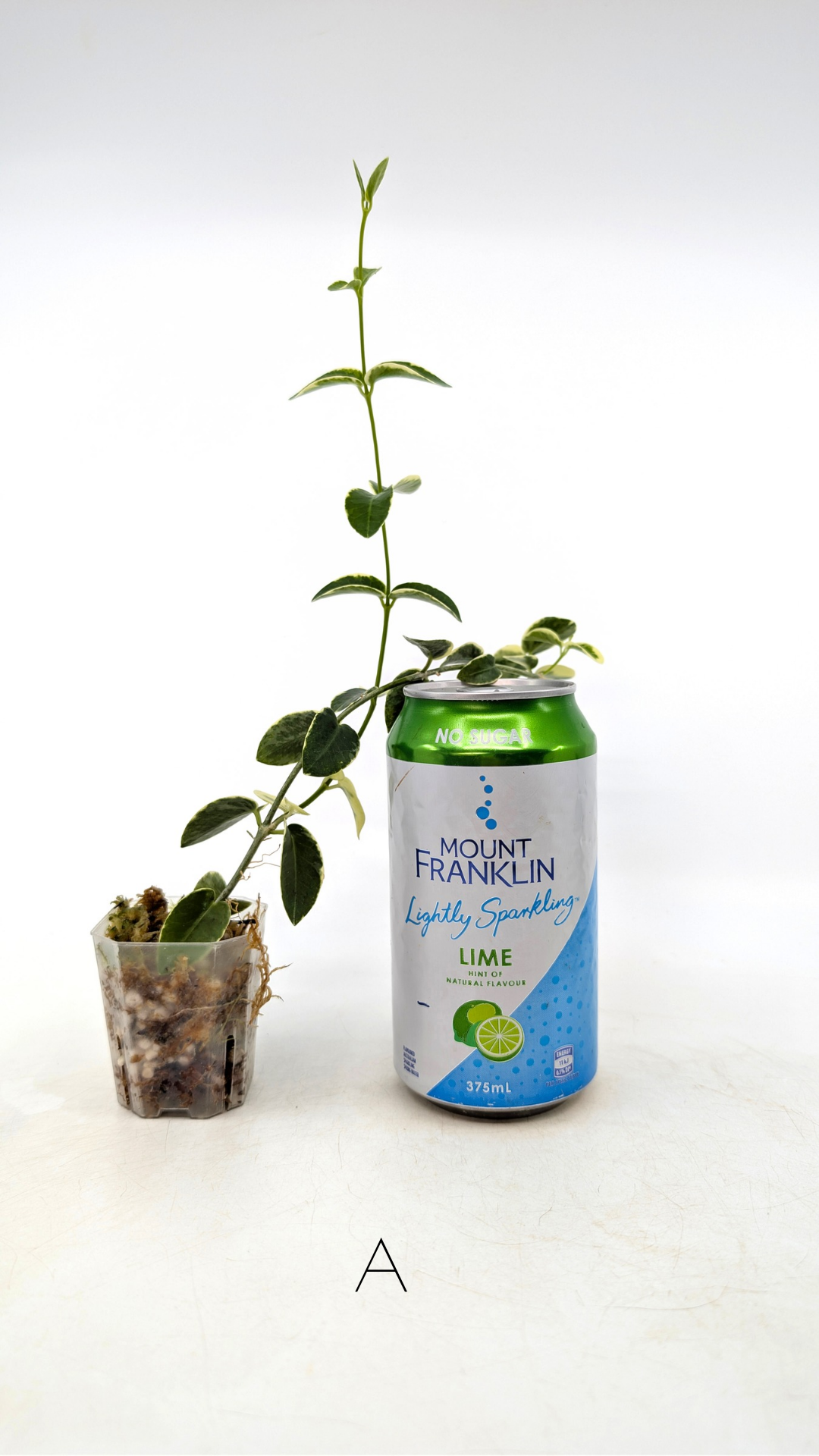 Rare waxplant Hoya Cumingiana Albo available for sale at rare indoor plant shop The Leaf Gallery in Perth, Western Australia