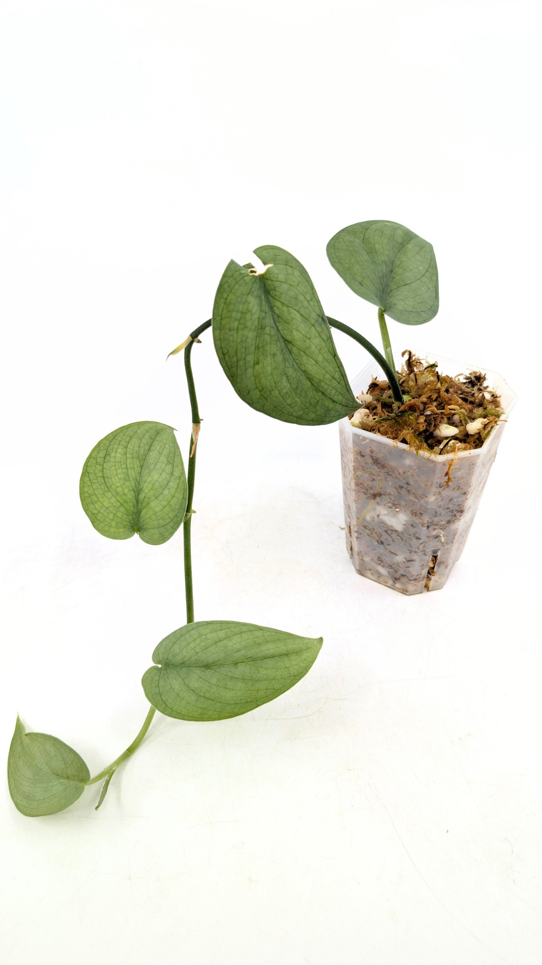 Rare indoor plant Scindapsus Platinum available for sale at rare plant shop The Leaf Gallery in Perth, Western Australia