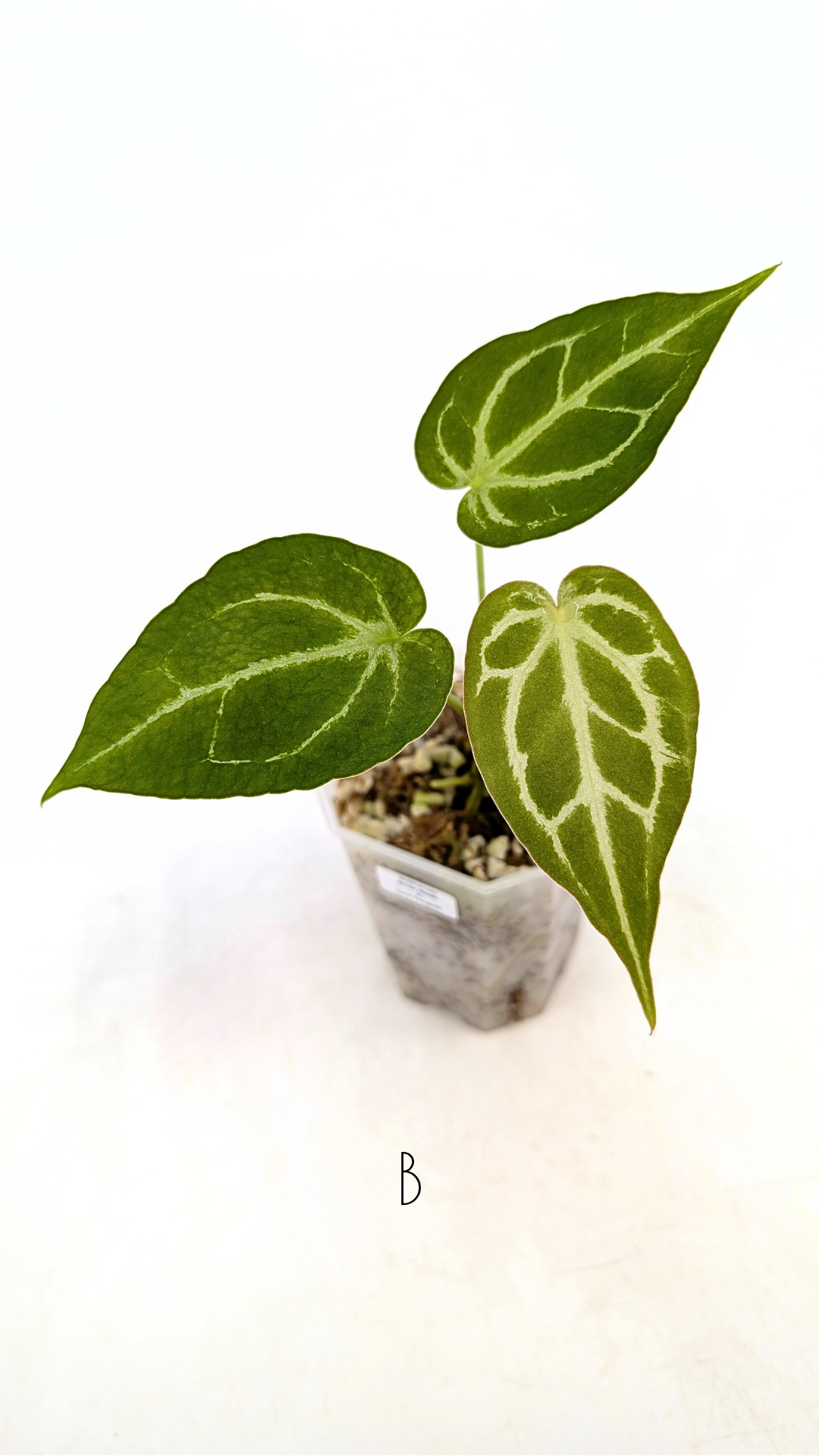 Rare anthurium hybrid Dark Forgetii cross with Anthurium Silver blush available for sale at rare plant shop The Leaf Gallery in Perth, Western Australia