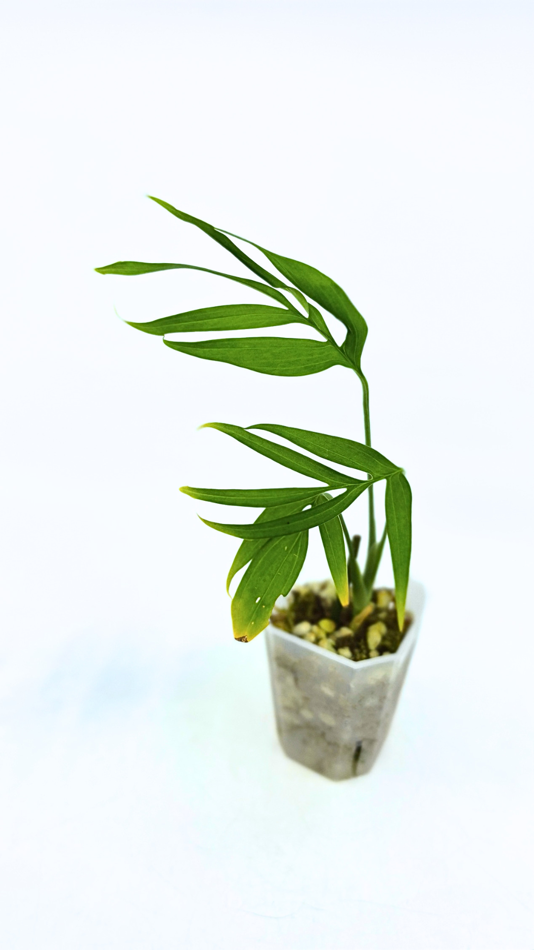 Rare indoor plant Monstera Subpinata available for sale at rare house plant shop The Leaf Gallery in Perth, Western Australia.