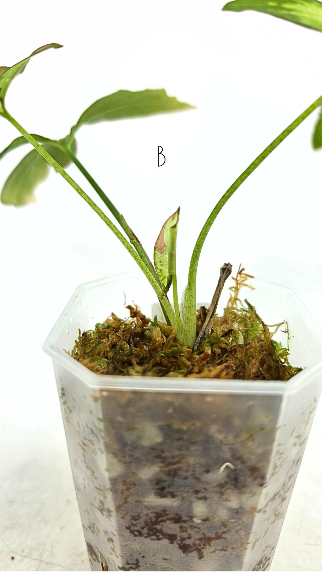 Rare indoor plant Syngonium Redspot Tricolour available for sale at The Leaf Gallery in Perth, Western Australia.