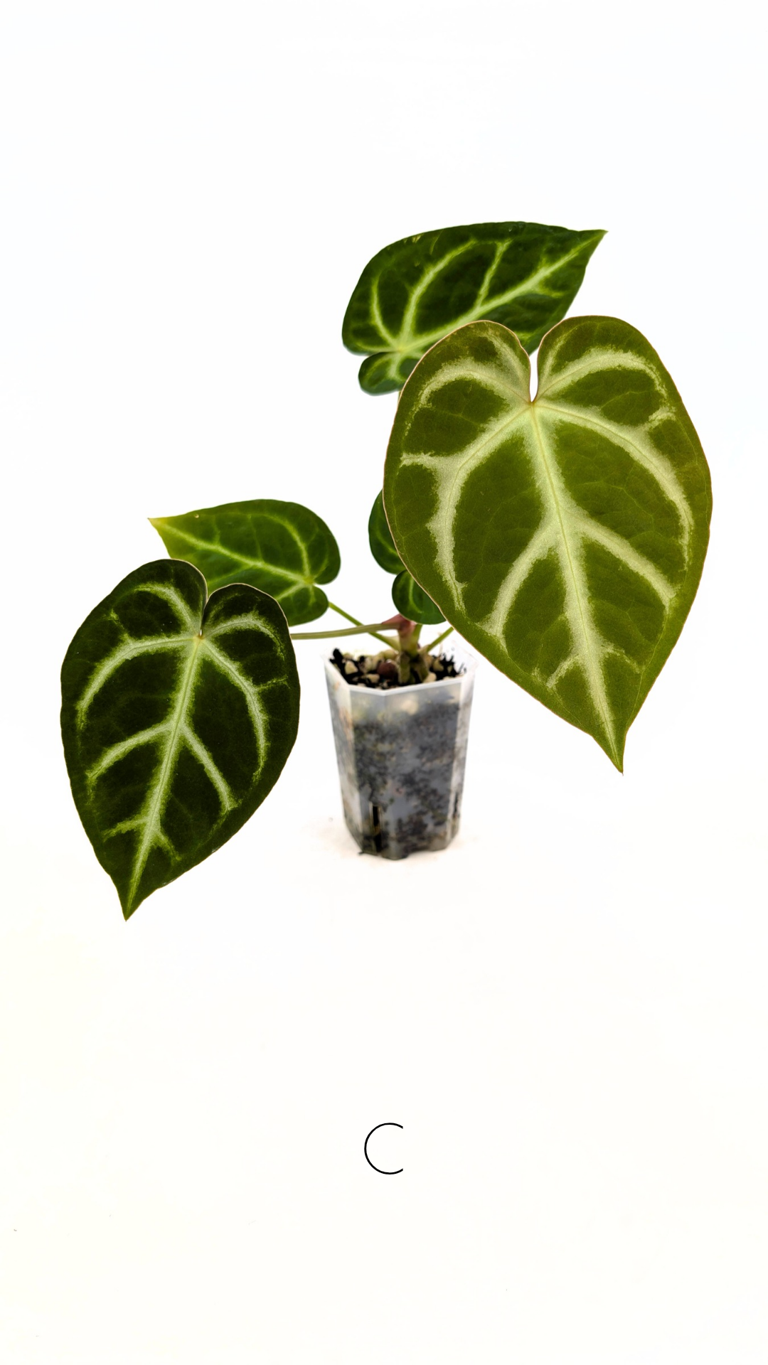 Rare indoor plant Anthurium Magnificum available for sale at rare house plant shop The Leaf Gallery in Perth, Western Australia