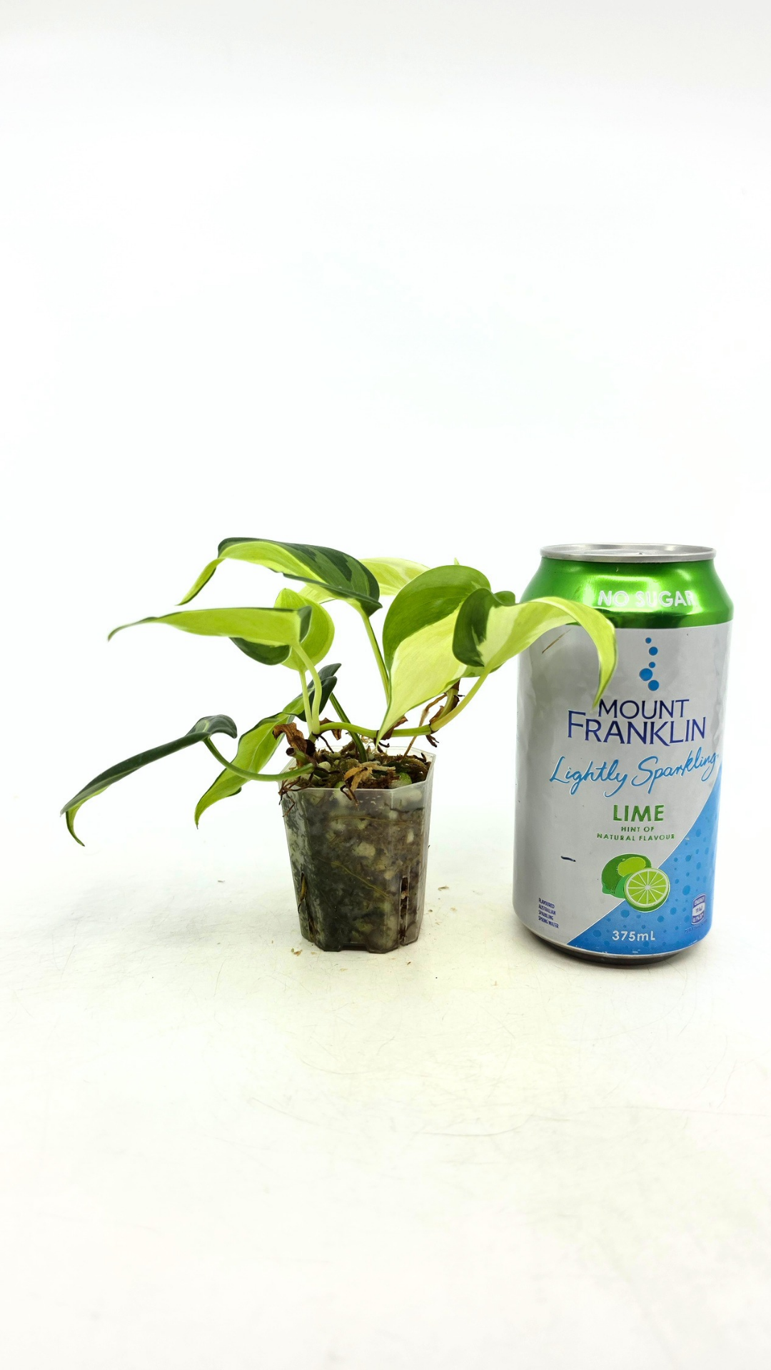 Rare philodendron cream splash available for sale at rare plant shop The Leaf Gallery in Perth, Western Australia.