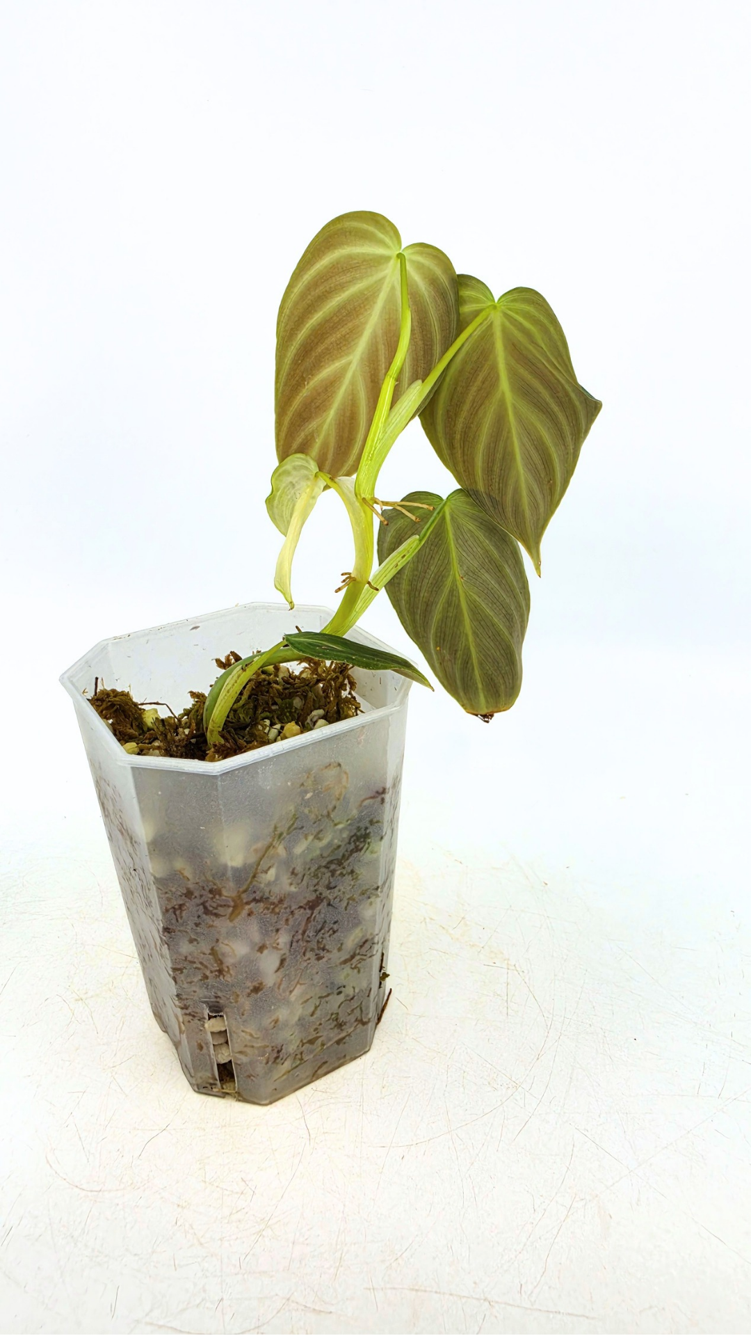 Uncommon indoor plant Philodendron Splendid available for sale at rare house plant shop The Leaf Gallery in Perth, Western Australia