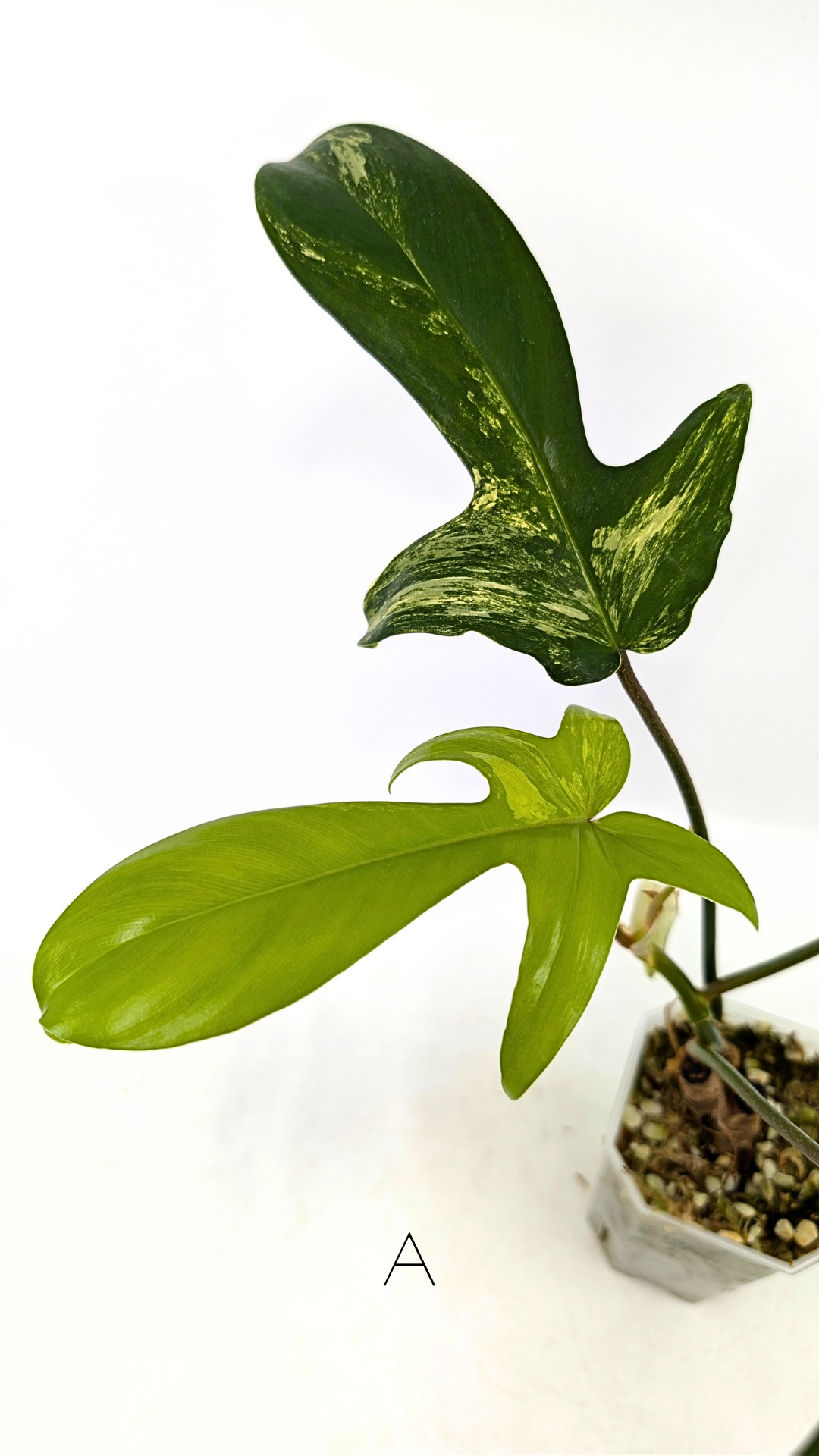 Rare indoor plant Philodendron Florida Beauty Varigated available at rare plant shop The Leaf Gallery in Perth, Western Australia
