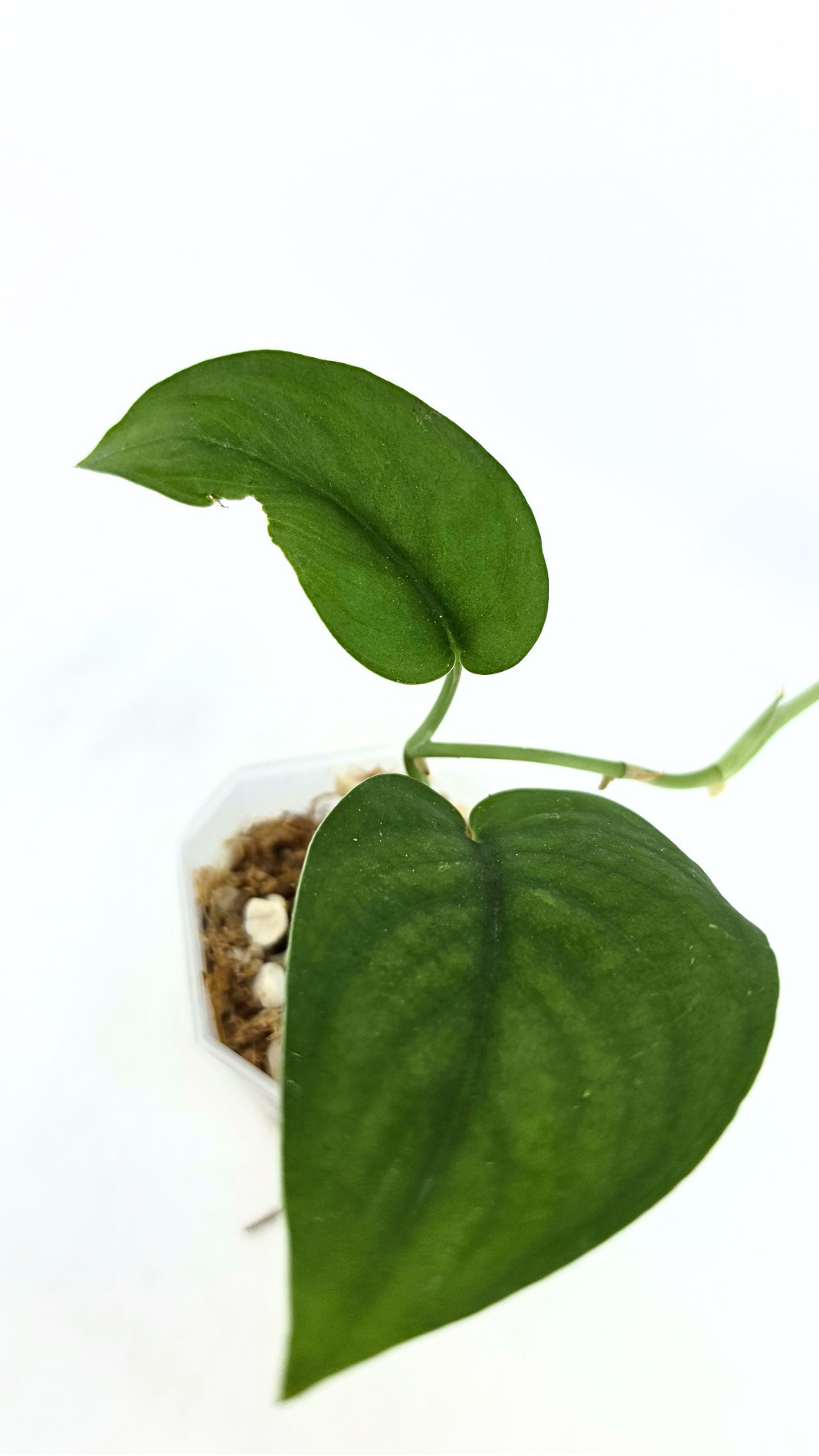 Rare indoor plant Scindapsus Jade Satin available for sale at rare plant shop The Leaf Gallery in Perth, Western Australia