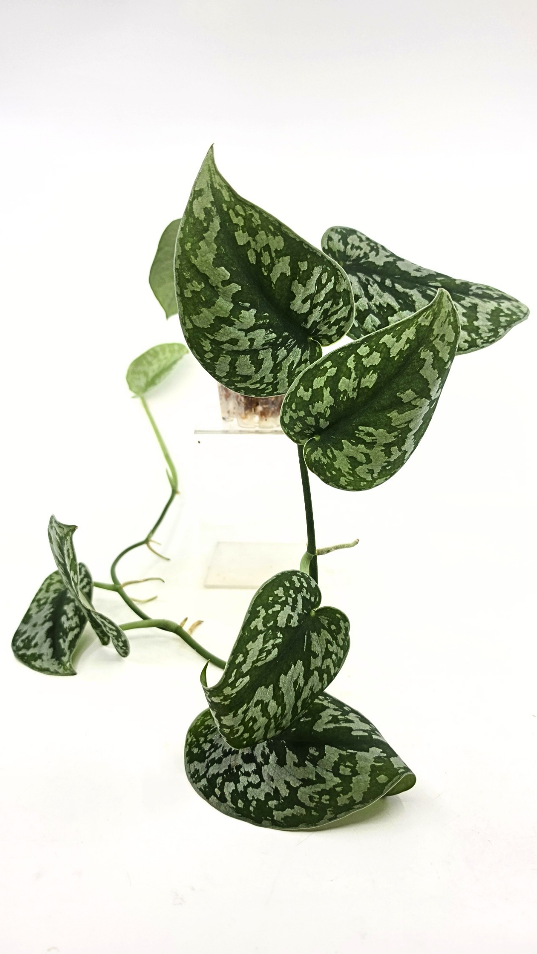 Uncommon indoor plant scindapsus Exotica available for sale at rare plant shop The Leaf Gallery in Perth, Western Australia.