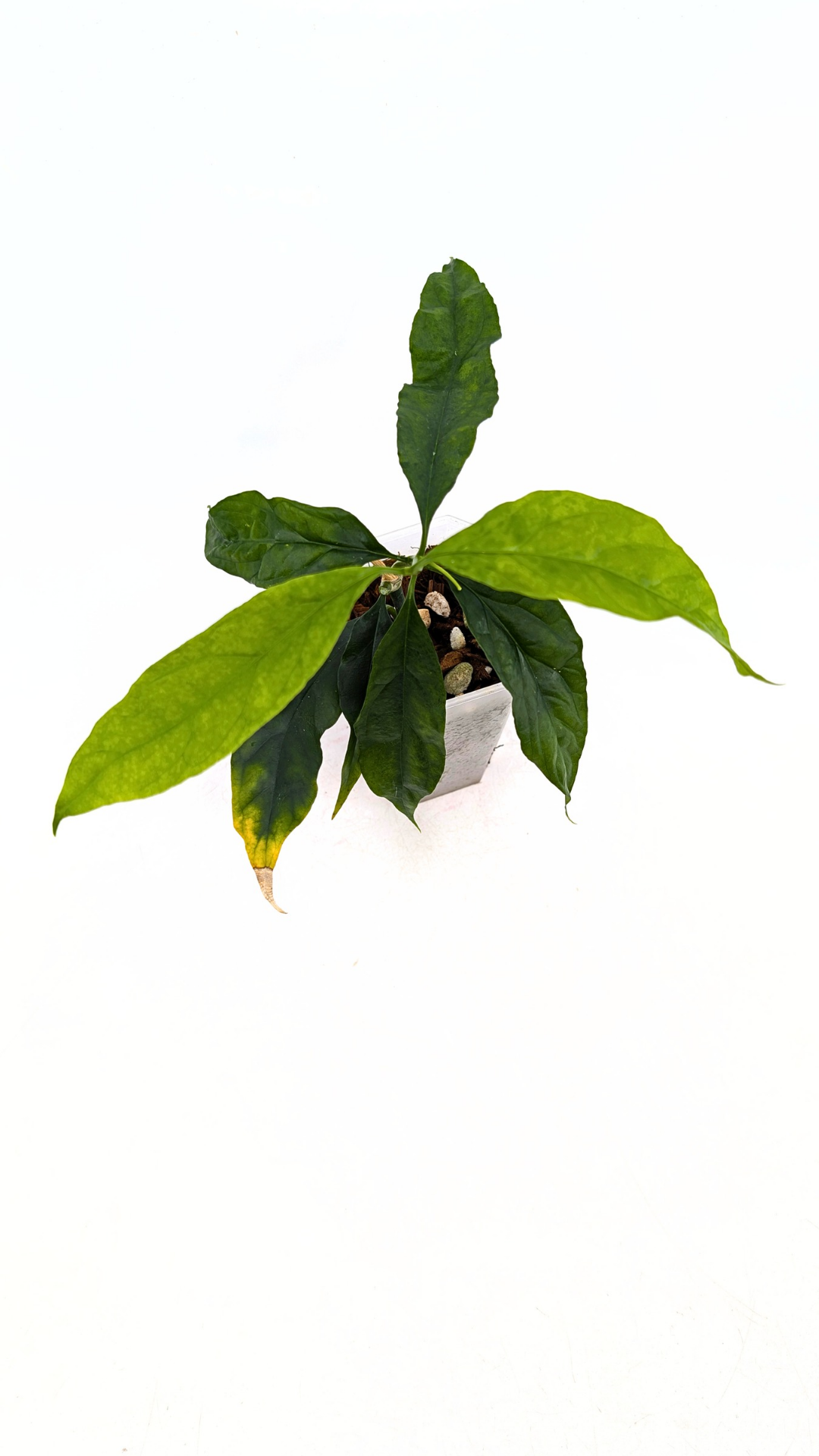 Rare waxplant Hoya Decipulae available for sale at rare indoor plant shop The Leaf Gallery in Perth, Western Australia