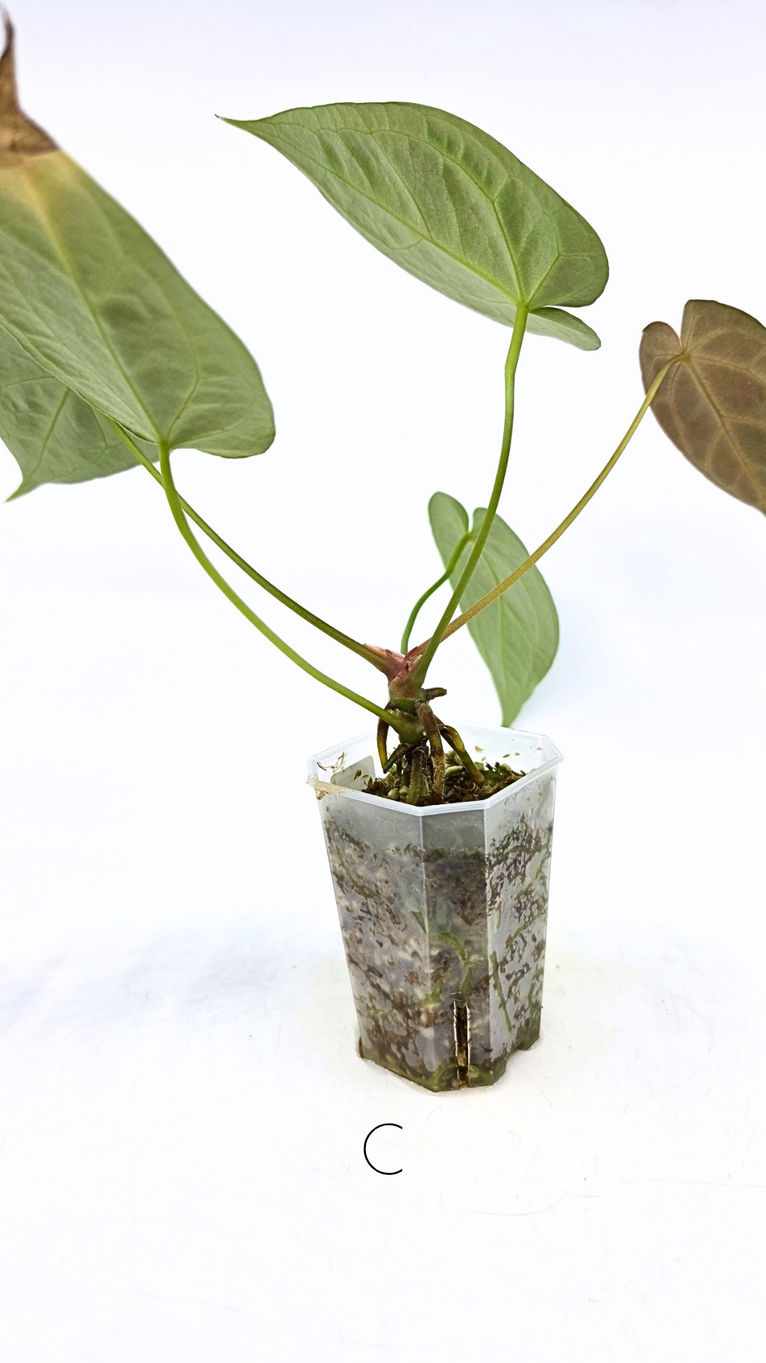 Rare anthurium hybrid Anthurium Dark Forgetii x Bessae Aff X Anthurium Michelle by The Leaf Gallery in Perth, Western Australia