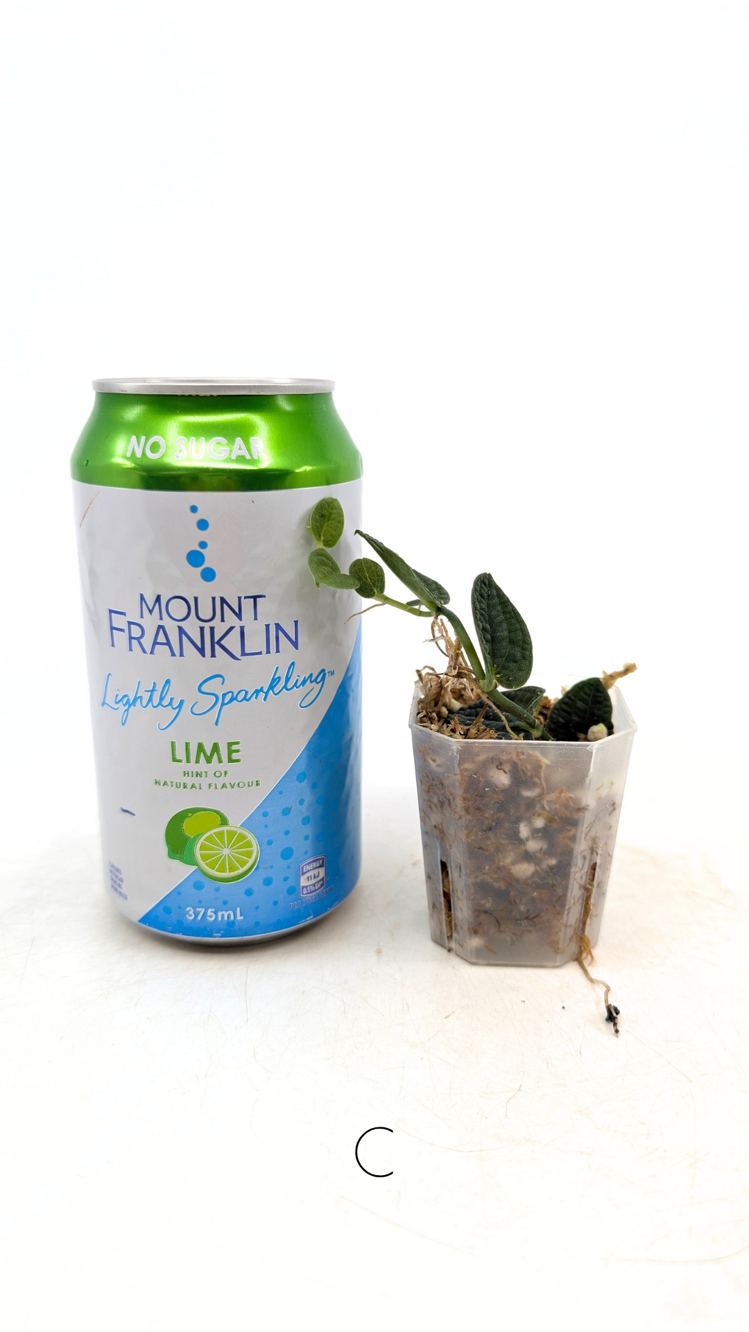 Rare Shingler plant Raphidophora Verstegii or Piper Clypeatum available at rare plant shop The Leaf Gallery in Perth, Western Australia