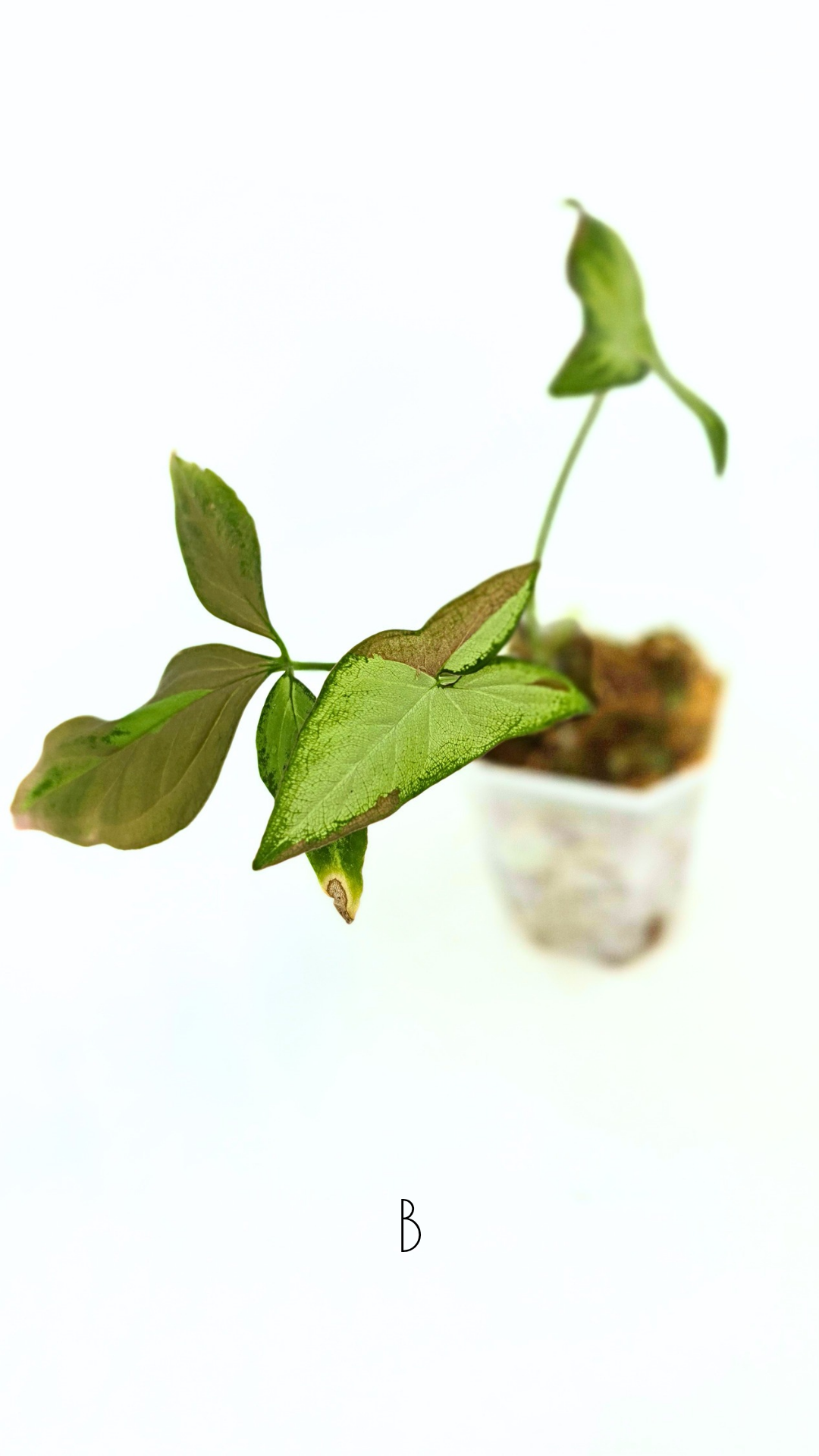 Rare indoor plant Syngonium Redspot Tricolour available for sale at The Leaf Gallery in Perth, Western Australia.