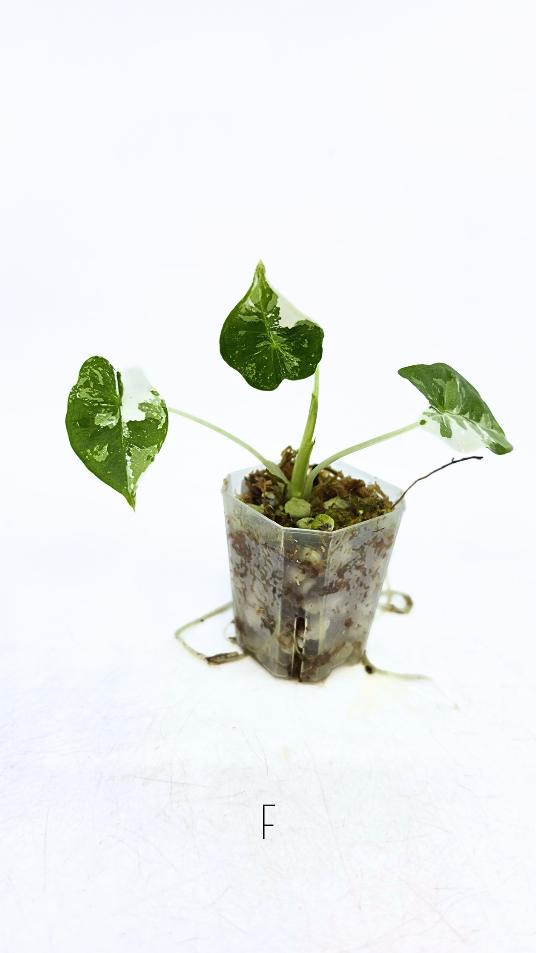Rare indoor plant Alocasia Frydek Variegated available for sale at rare house plant shop The Leaf Gallery in Perth, Western Australia
