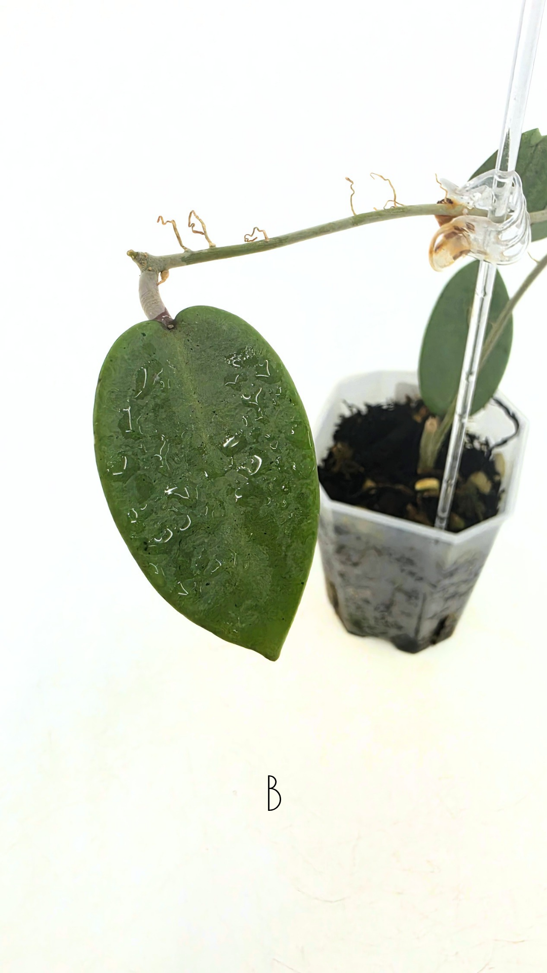 Rare waxplant Hoya Silver Dollar available for sale at rare indoor plant shop The Leaf Gallery in Perth, Western Australia