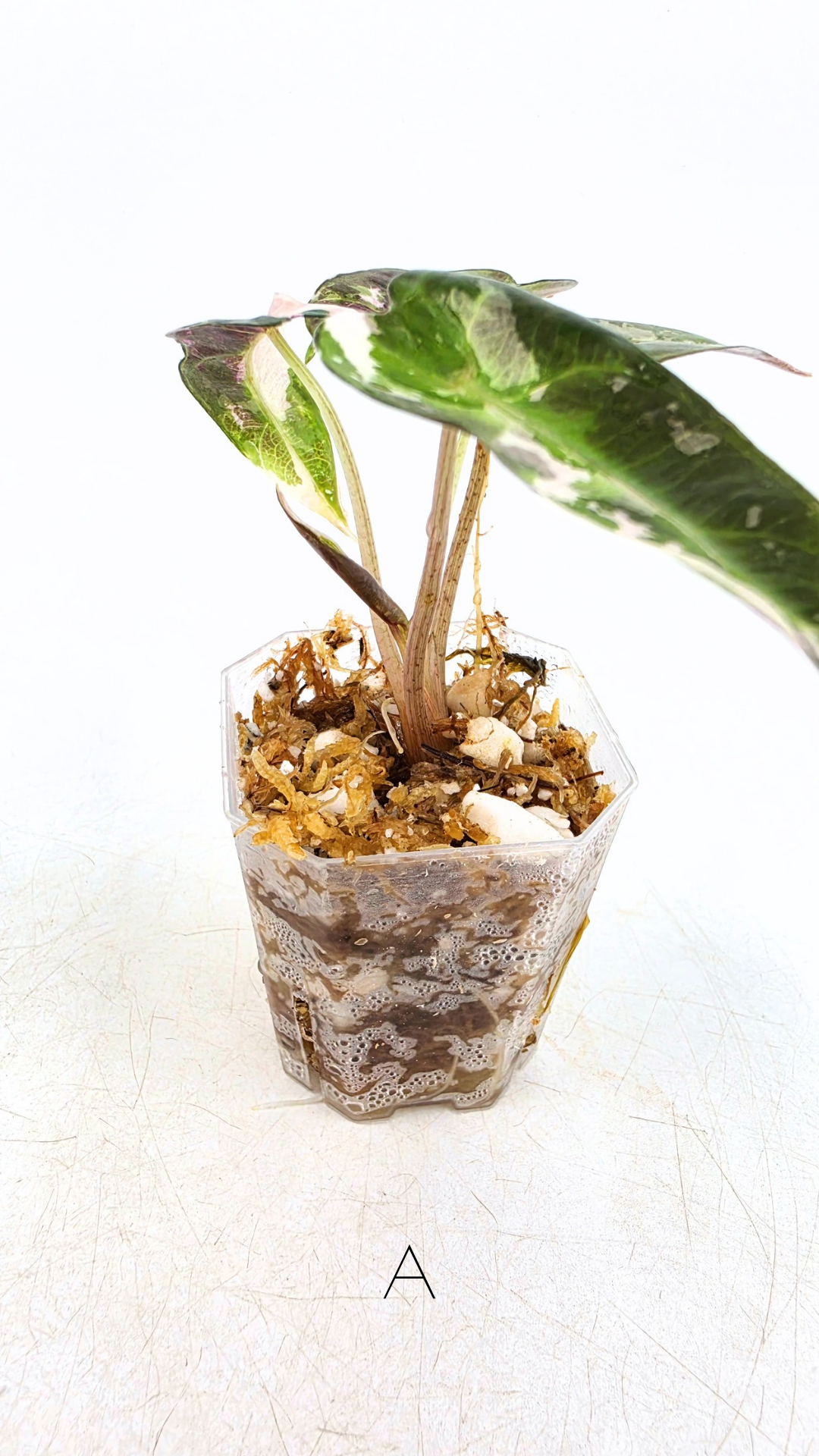 Rare indoor plant Alocasia Amazonica Bambino Pink TC plantlets available for sale at rare houseplant shop The Leaf Gallery in Perth, Western Australia