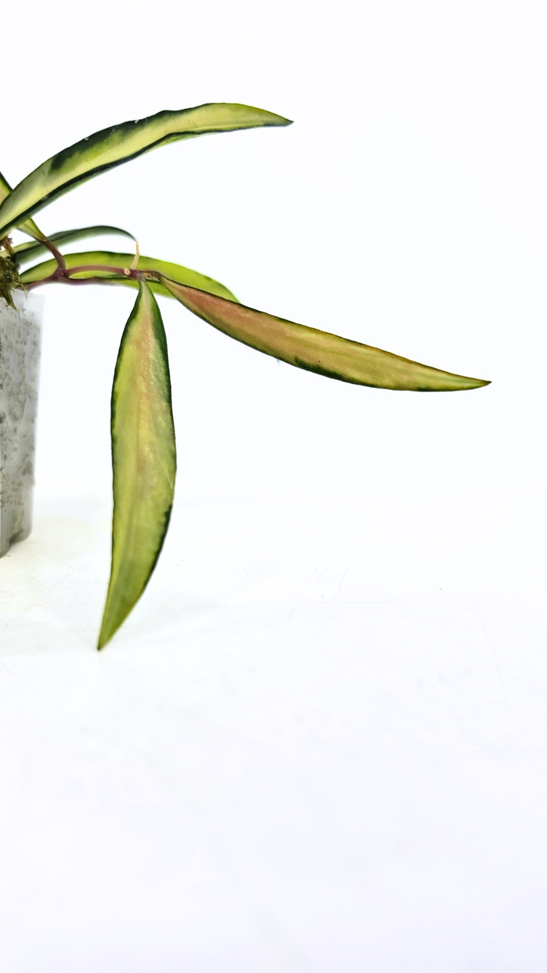 Rare waxplant Hoya Wayetii varigated available for sale at rare indoor plant shop The Leaf Gallery in Perth, Western Australia