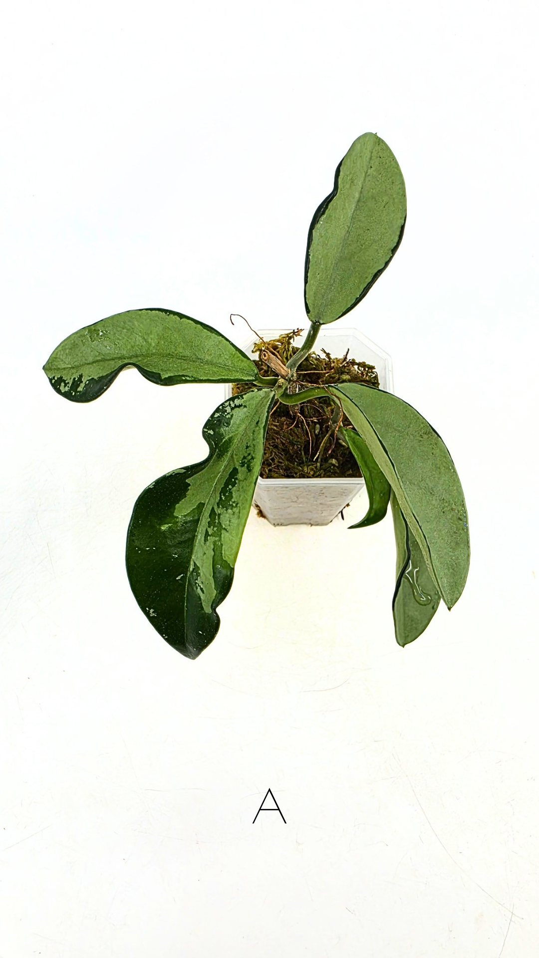Rare Hoya AH074 available for sale at rare plant shop The Leaf Gallery in Perth, Western Australia
