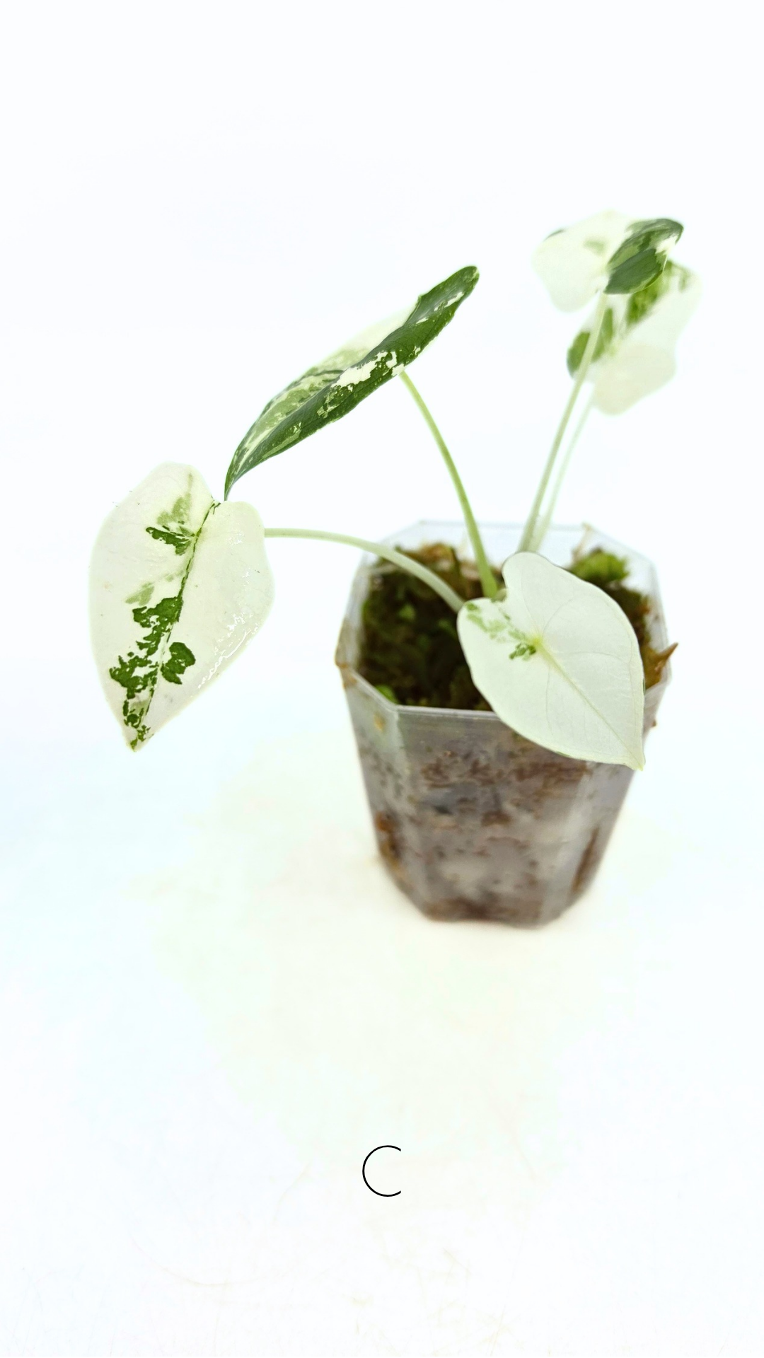 Rare Wax Plant Hoya Clemensiorum available for sale at rare house plant shop The Leaf Gallery in Perth, Western Australia