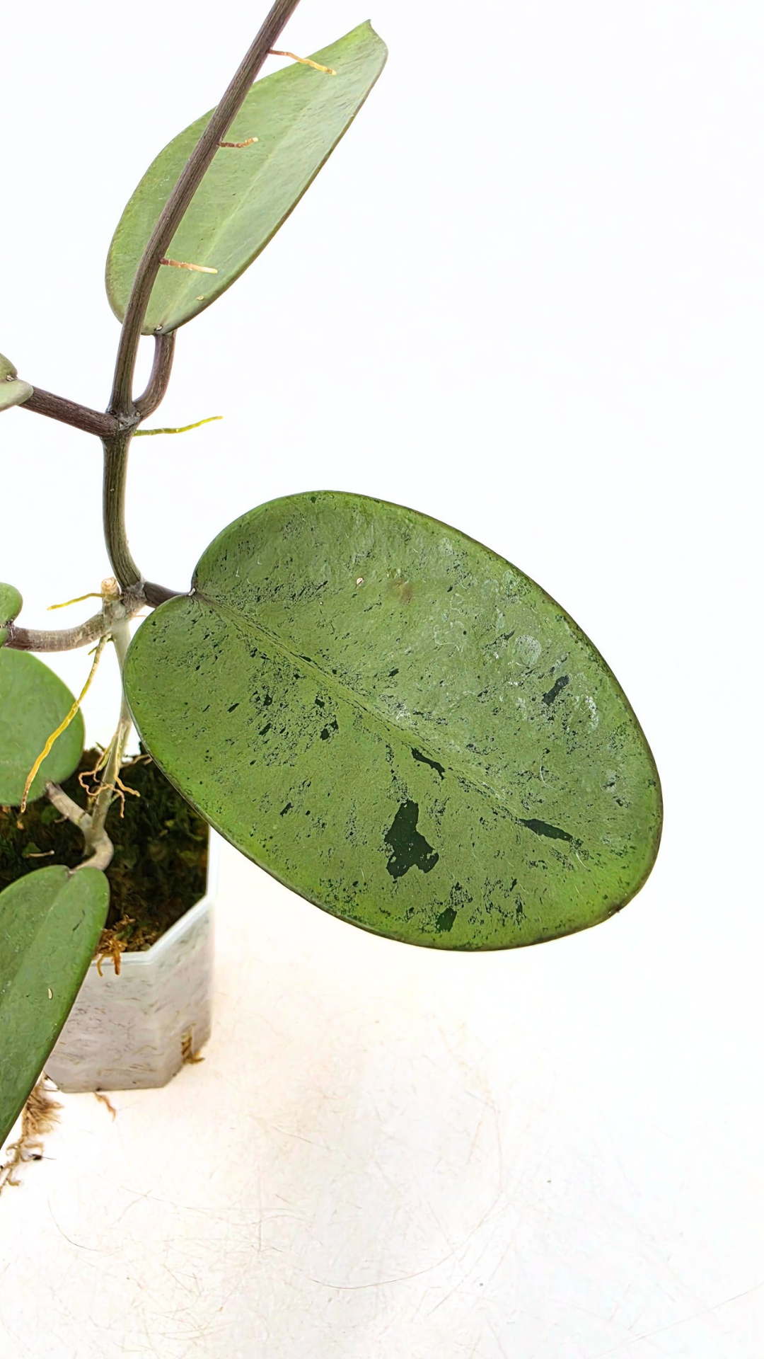 Rare waxplant Hoya Silver Dollar available for sale at rare indoor plant shop The Leaf Gallery in Perth, Western Australia