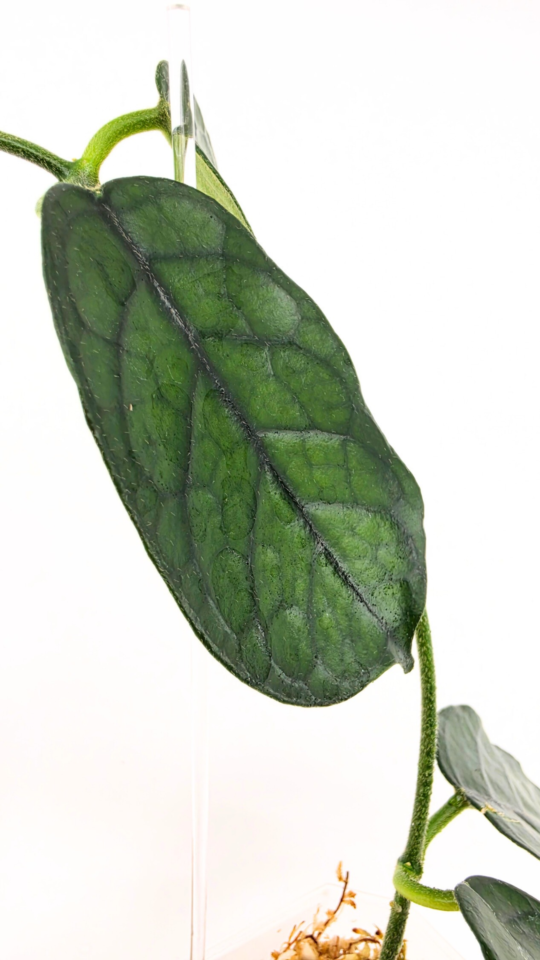 Rare waxplant Hoya Globulosa Cao Bang available for sale at rare plant shop The Leaf Gallery in Perth, Western Australia