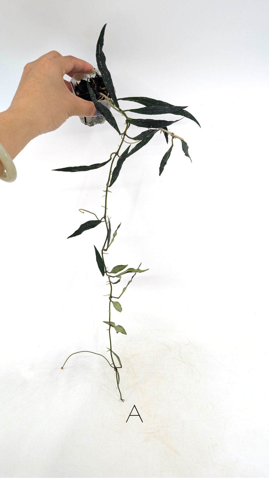 Rare waxplant Hoya Mirabillis Splash available for sale at rare indoor plant shop The Leaf Gallery in Perth, Western Australia