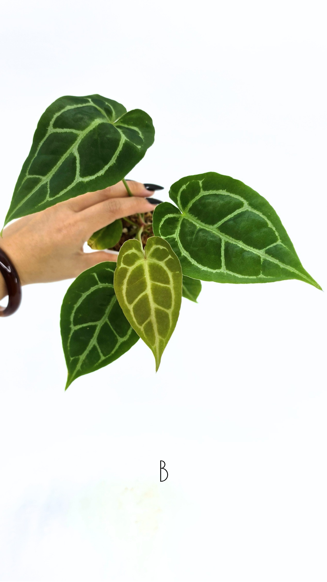 Rare anthurium hybrid Anthurium Dark Forgetii x Bessae Aff X Anthurium Michelle by The Leaf Gallery in Perth, Western Australia