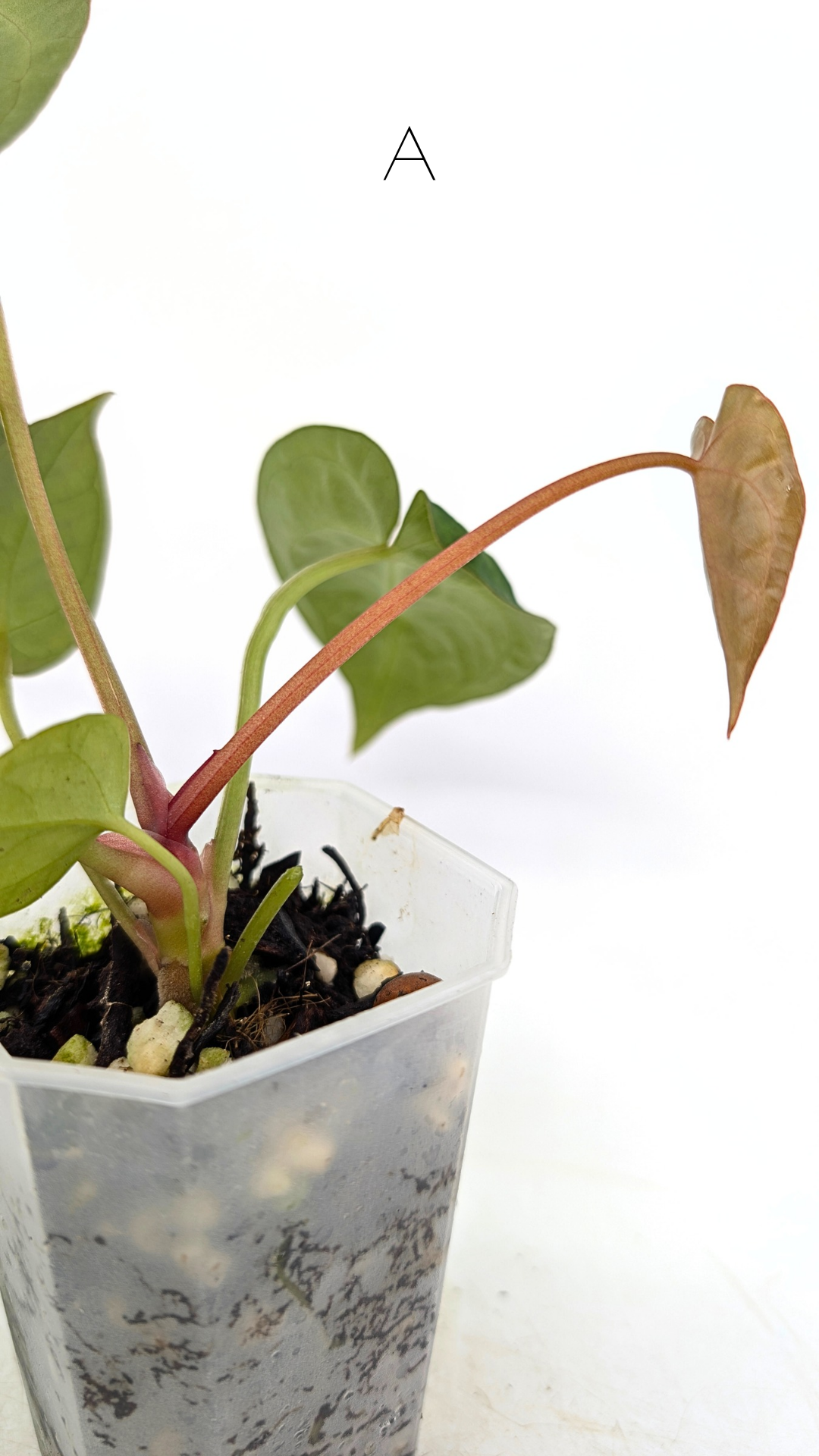 Rare indoor plant Anthurium Magnificum available for sale at rare house plant shop The Leaf Gallery in Perth, Western Australia