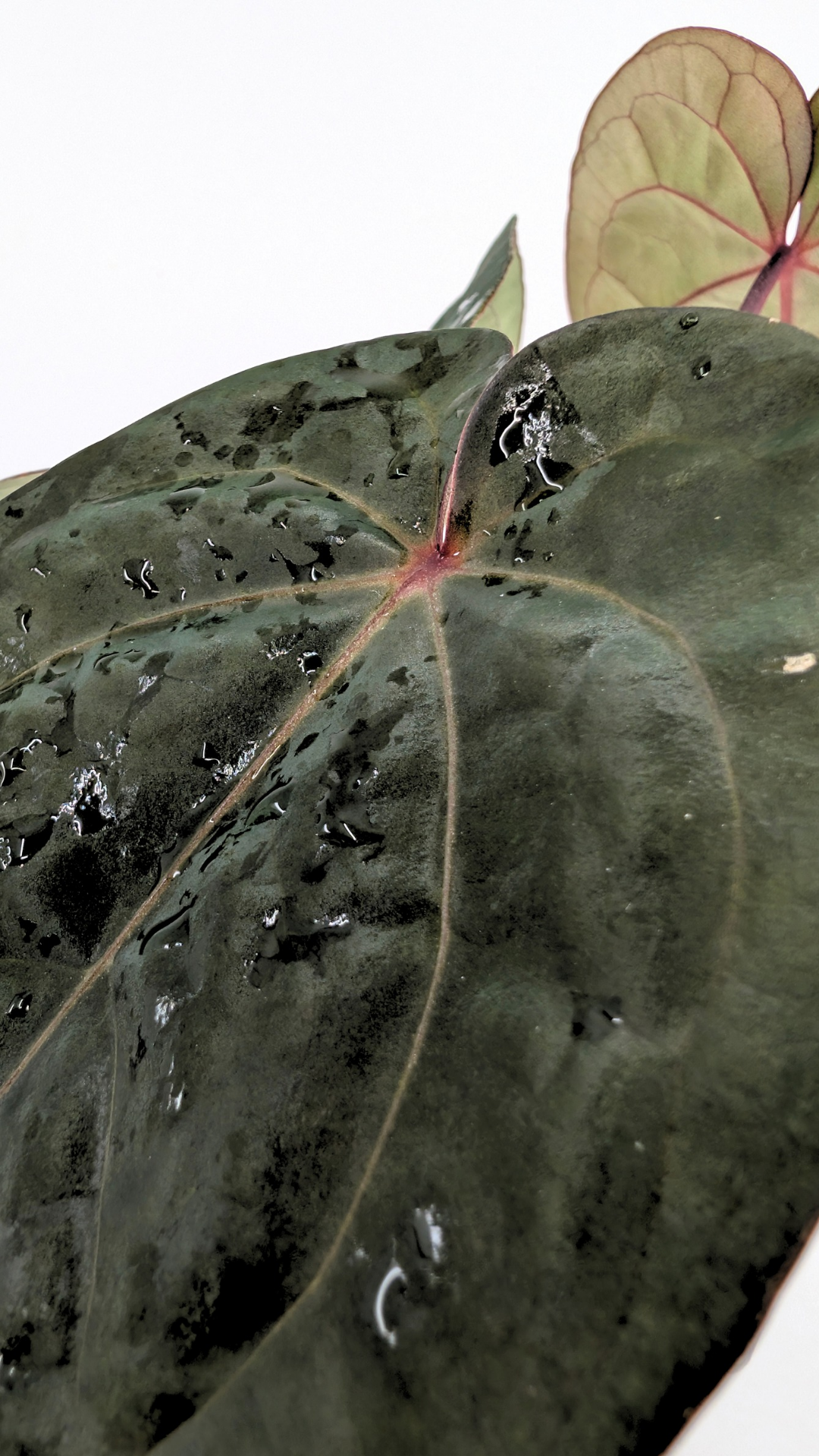 Rare indoor plant Anthurium Bloodmoon clone available from rare house plant shop The Leaf Gallery in Perth, Western Australia