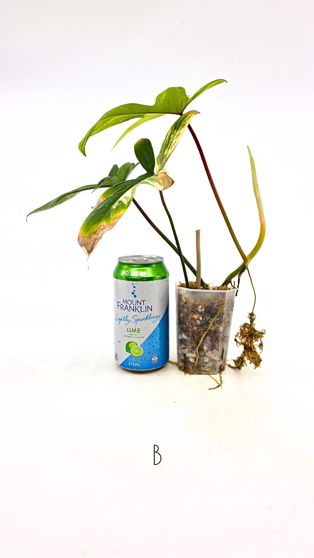 Rare indoor plant Philodendron Florida Beauty Varigated available at rare plant shop The Leaf Gallery in Perth, Western Australia