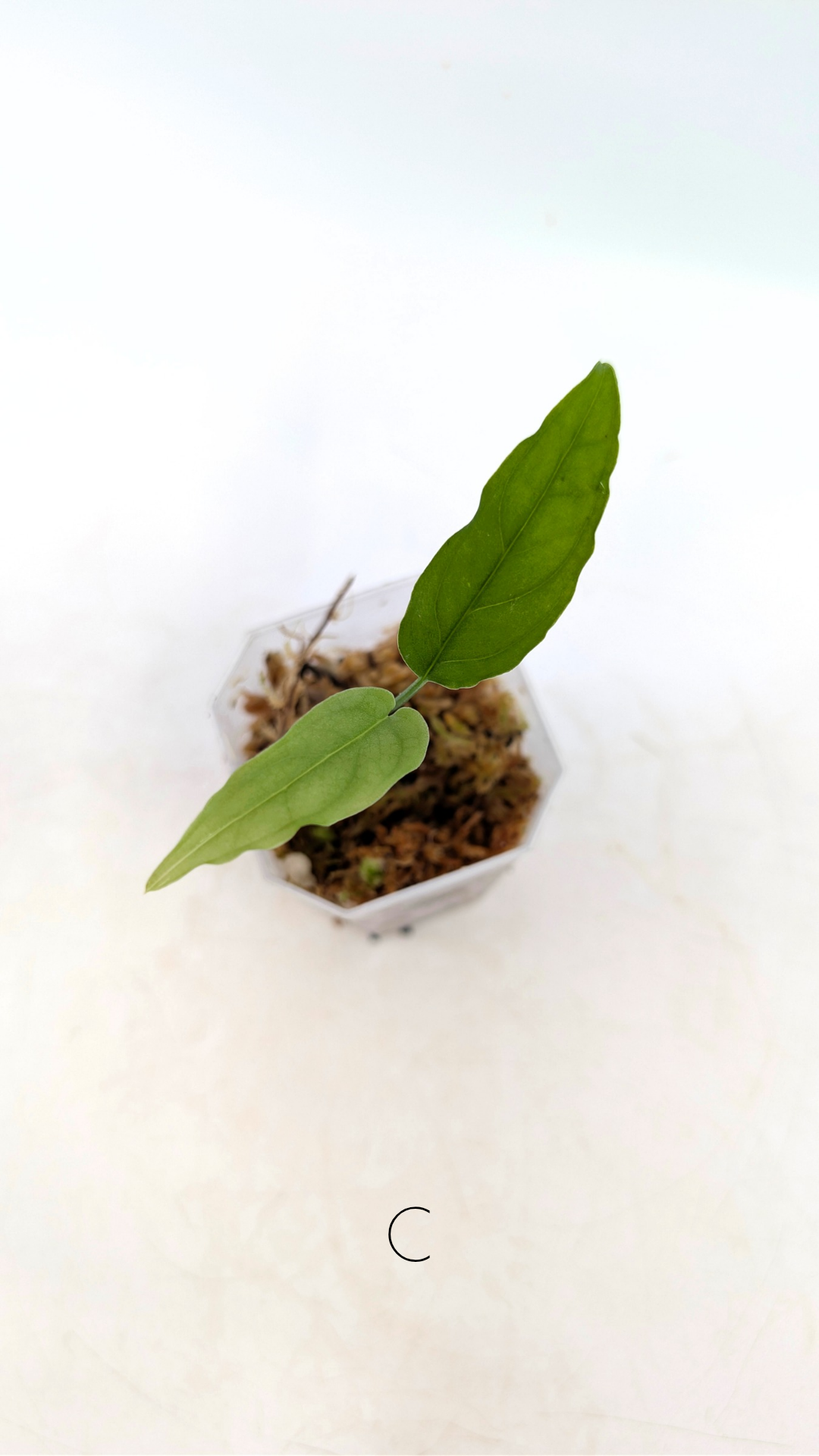 Rare indoor plant Monstera Obliqua Peru available for sale at rare house plant shop The Leaf Gallery in Perth, Western Australia