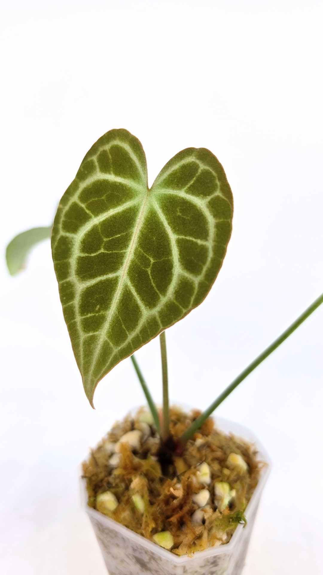 Rare Anthurium Clarineverium Hybrid - Queen of Clarinervium available for sale at rare plant shop The Leaf Gallery in Perth, Western Australia