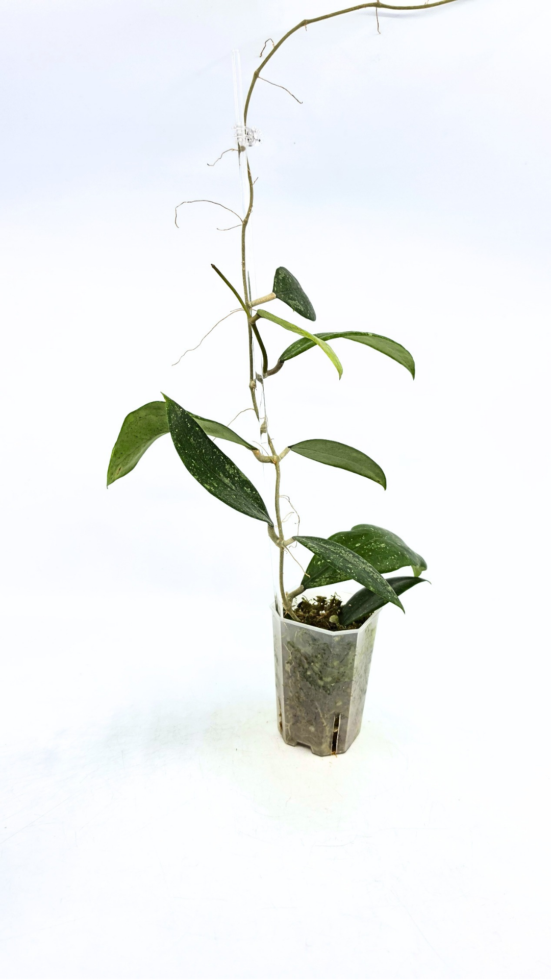 Rare waxplant Hoya Ko Chag Island available for sale at rare indoor plant shop The Leaf Gallery in Perth, Western Australia