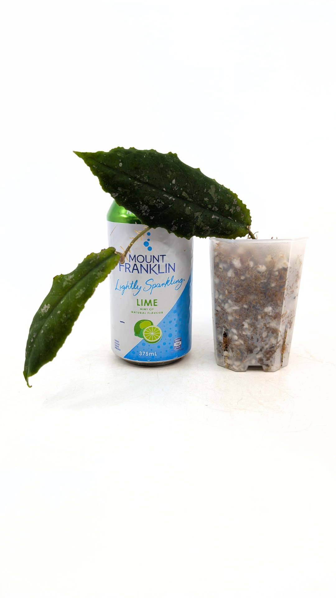 Rare waxplant Hoya Undulata available for sale at rare indoor plant shop The Leaf Gallery in Perth, Western Australia