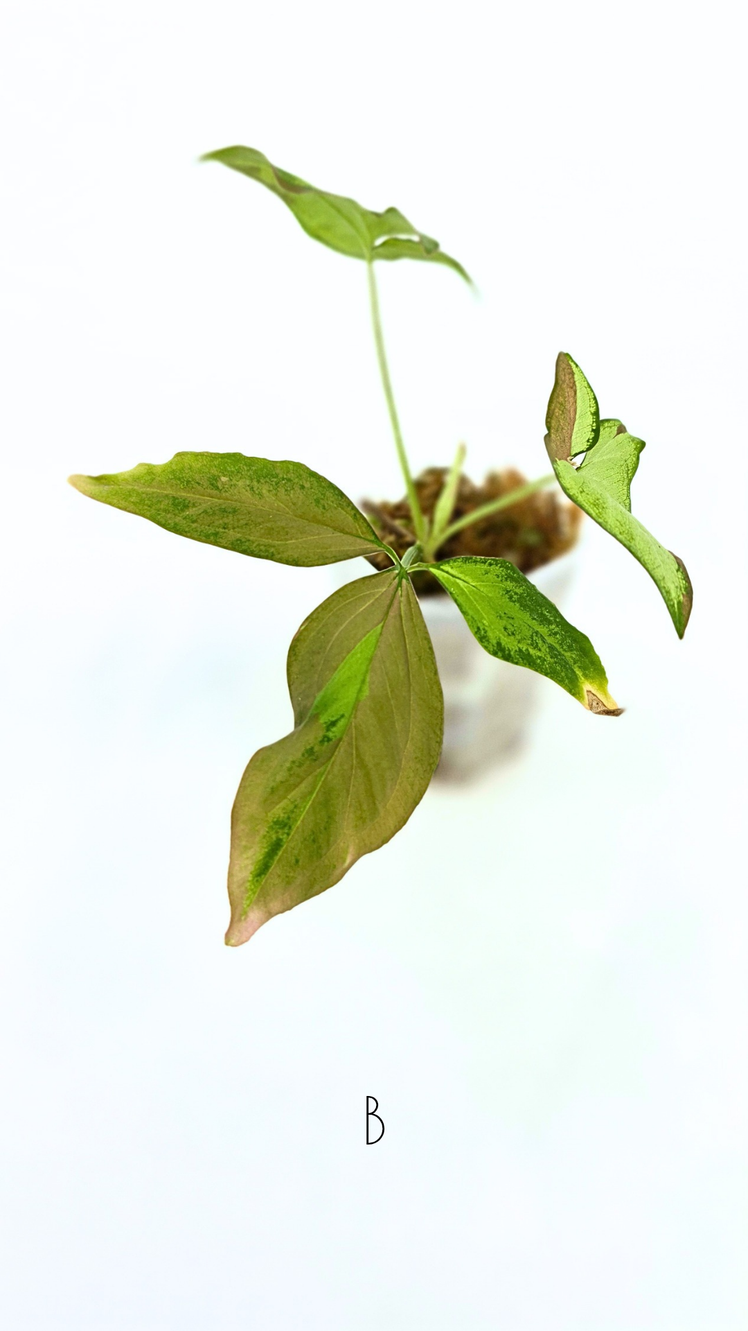 Rare indoor plant Syngonium Redspot Tricolour available for sale at The Leaf Gallery in Perth, Western Australia.
