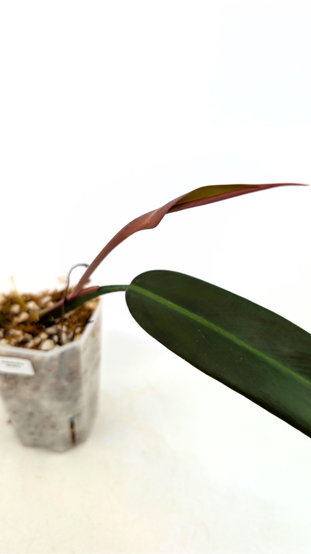 Rare indoor plant Philodendron Bicolour available for sale at rare house plant shop The Leaf Gallery in Perth, Western Australia