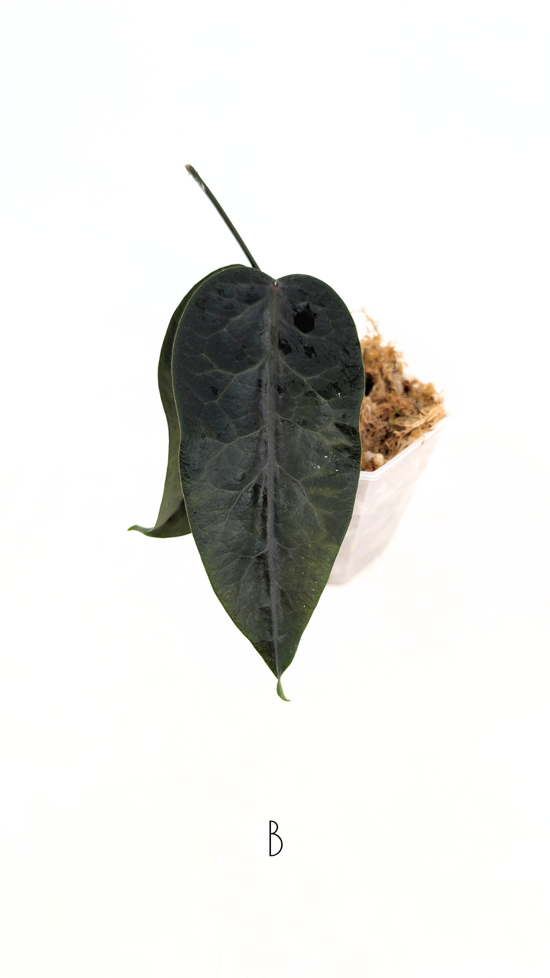 Rare waxplant hoya megalaster IML1007 available for sale at rare plant shop The Leaf Gallery in Perth, Western Australia