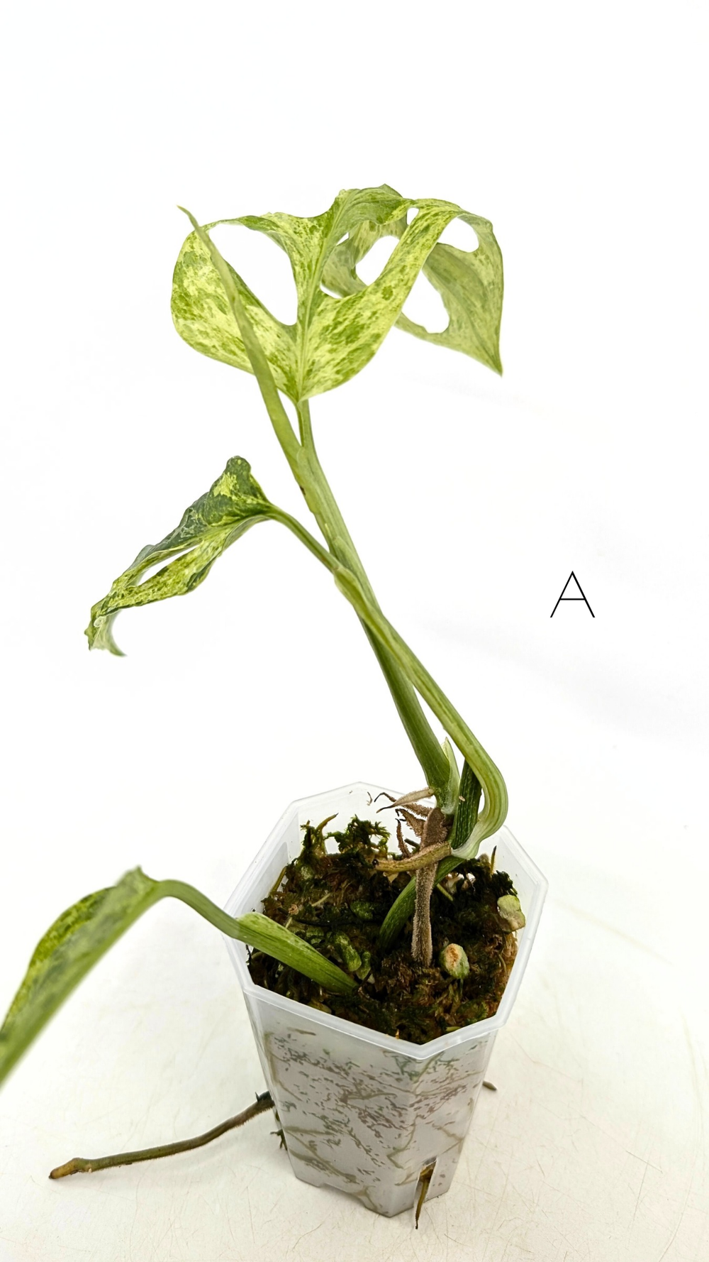 monstera lemon Monstera Deliciosa Lemon Mint main image 0