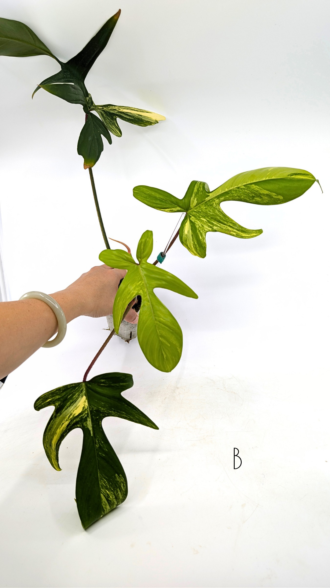 Rare indoor plant Philodendron Florida Beauty Varigated available at rare plant shop The Leaf Gallery in Perth, Western Australia